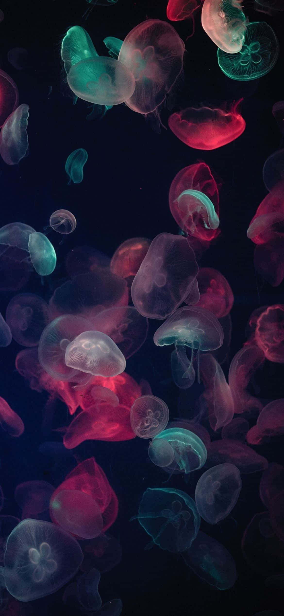 1170x2532 分辨率彩色水母 壁纸