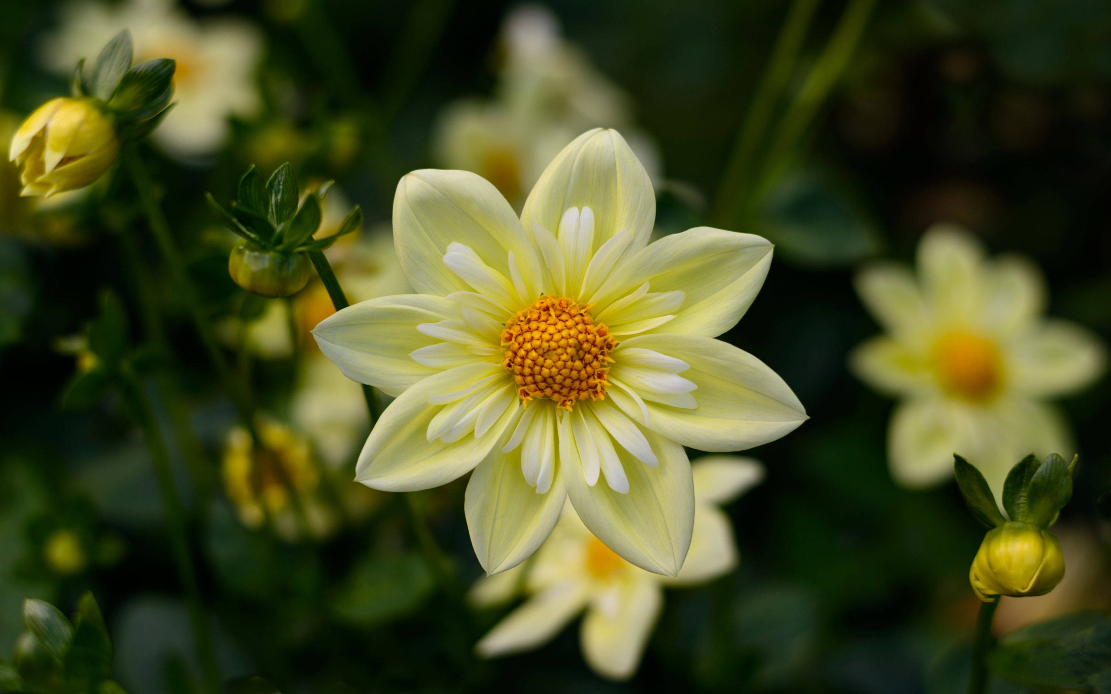 1920x1080 HD 大丽花 壁纸