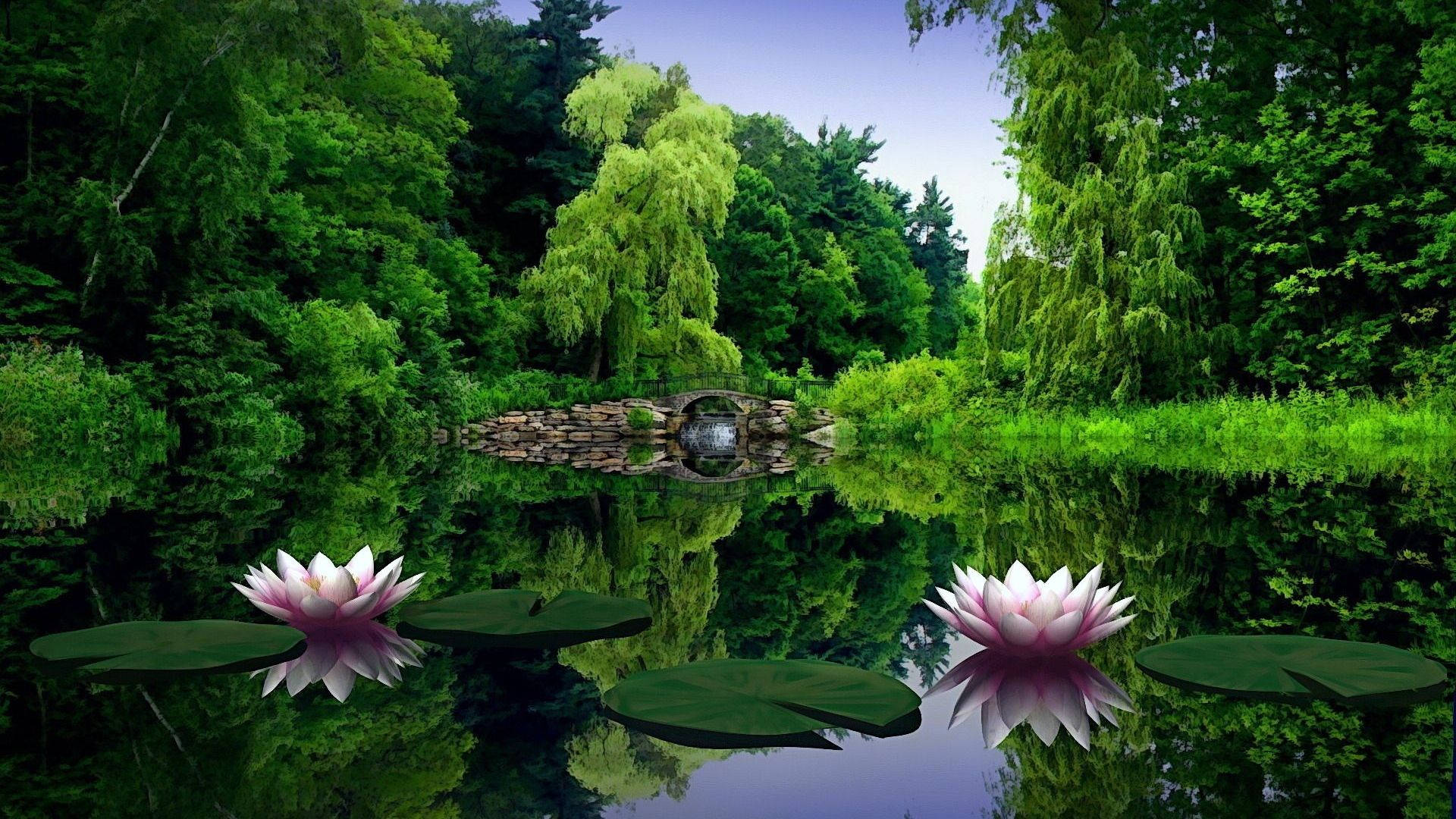 1920x1080全高清自然睡莲 壁纸