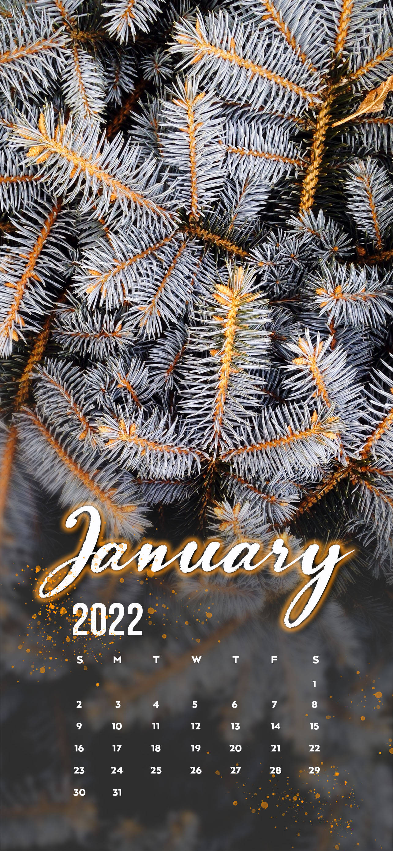 2022年1月白色松树 壁纸