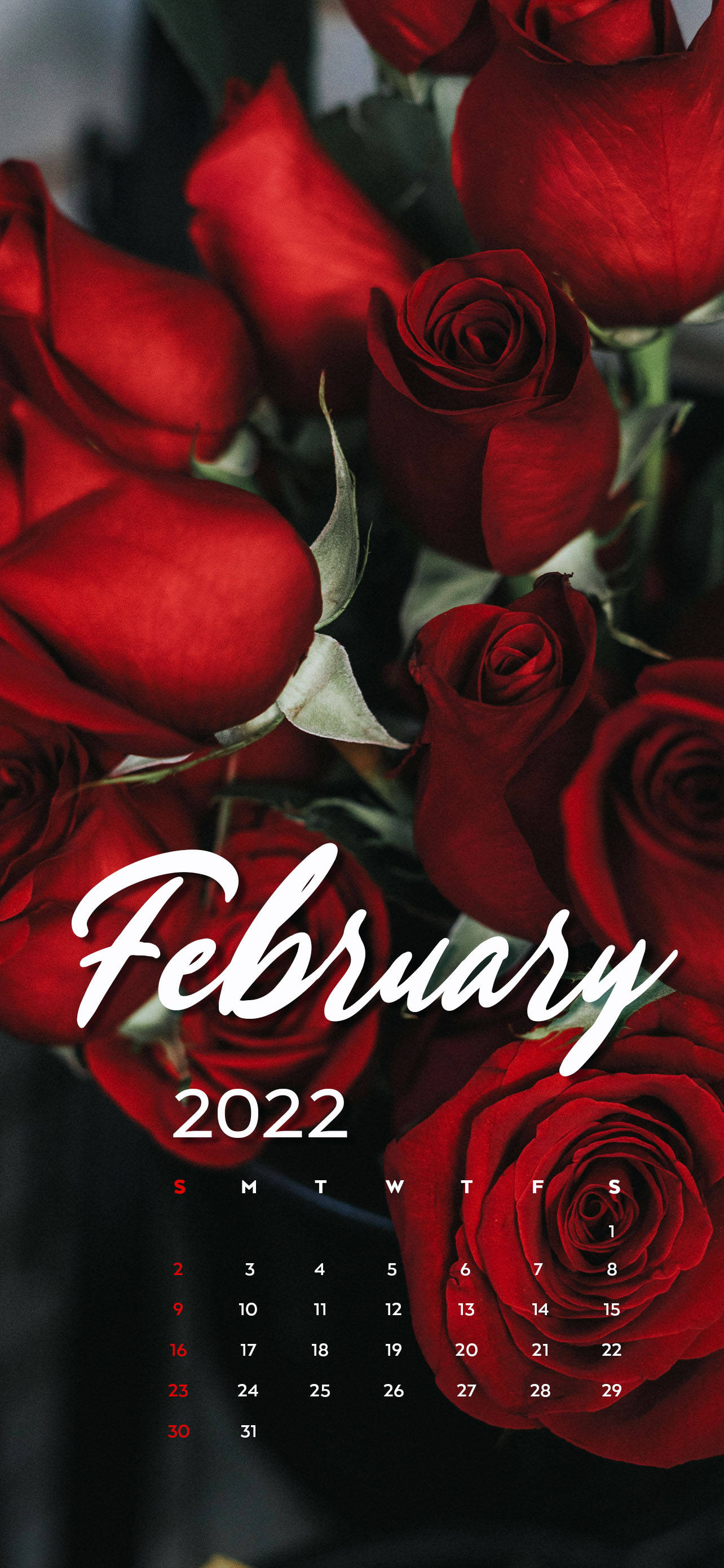 2022年2月红玫瑰日历 壁纸