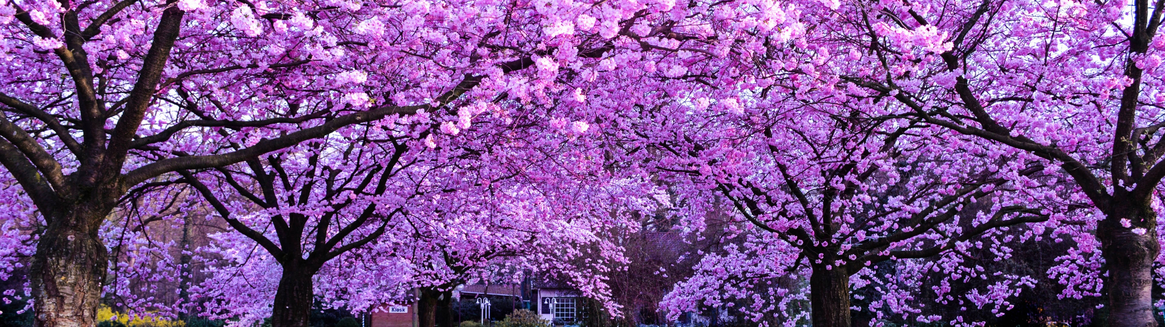 3840x1080 4K 樱花树 壁纸