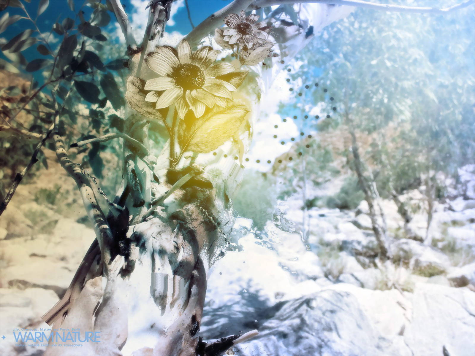 4K自然花卉与雪景 壁纸