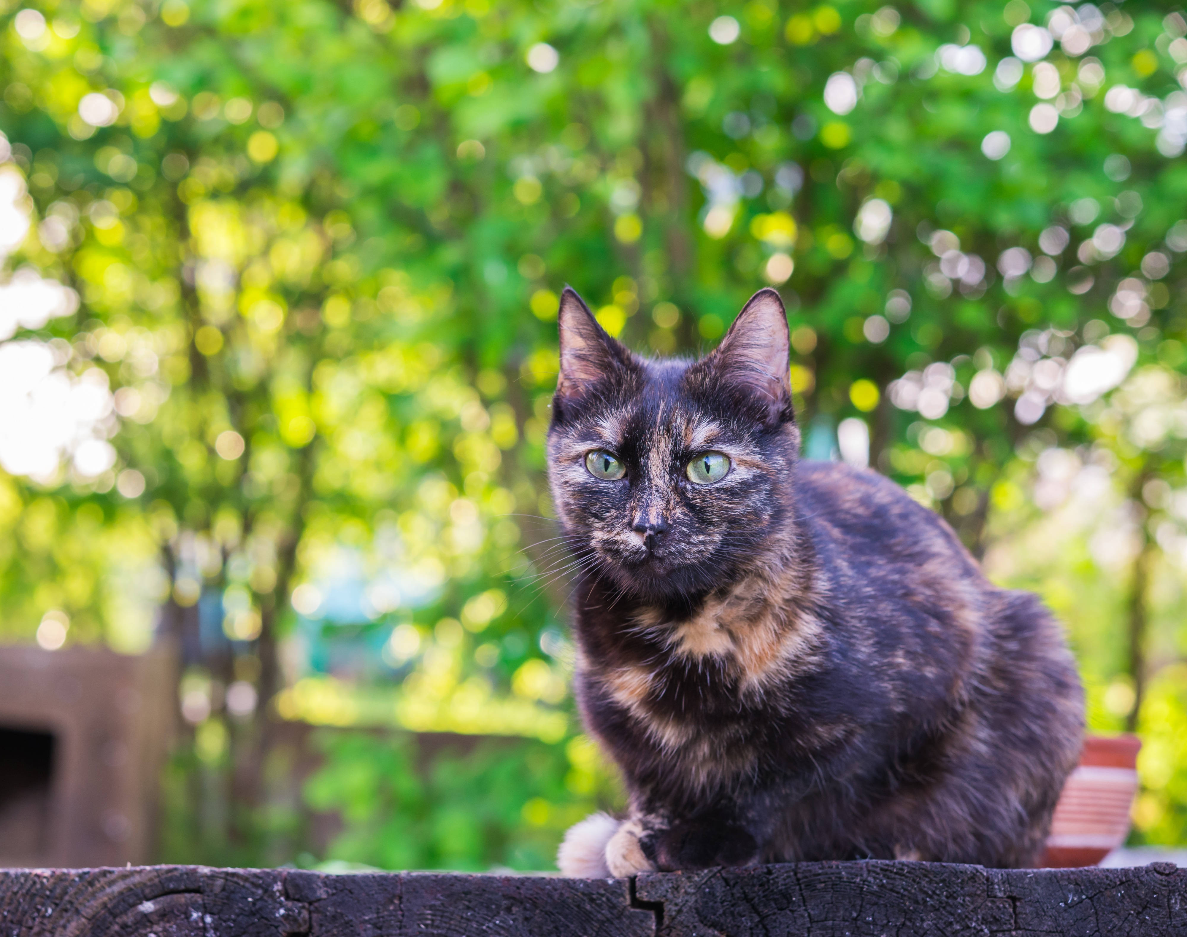 4K 绿树与黑猫 壁纸