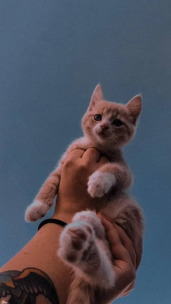 Aesthetic棕色小猫iPhone壁纸 壁纸