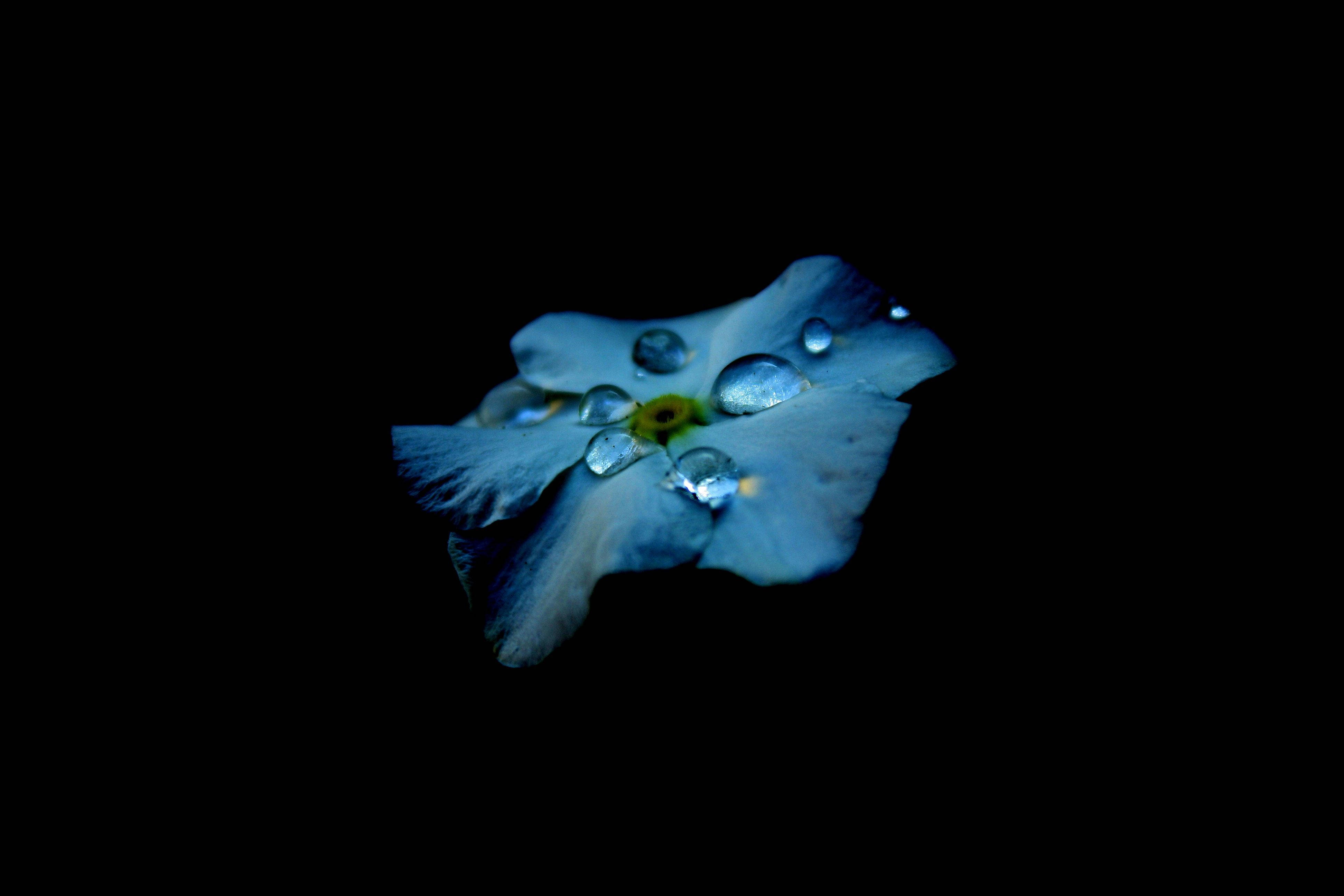 AMOLED蓝色水滴之花揭示的生命之美 壁纸