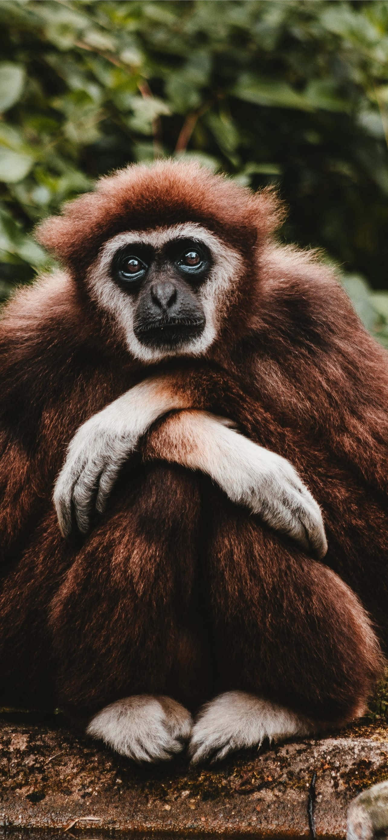 Android Gibbon 带你进入移动技术的未来 壁纸