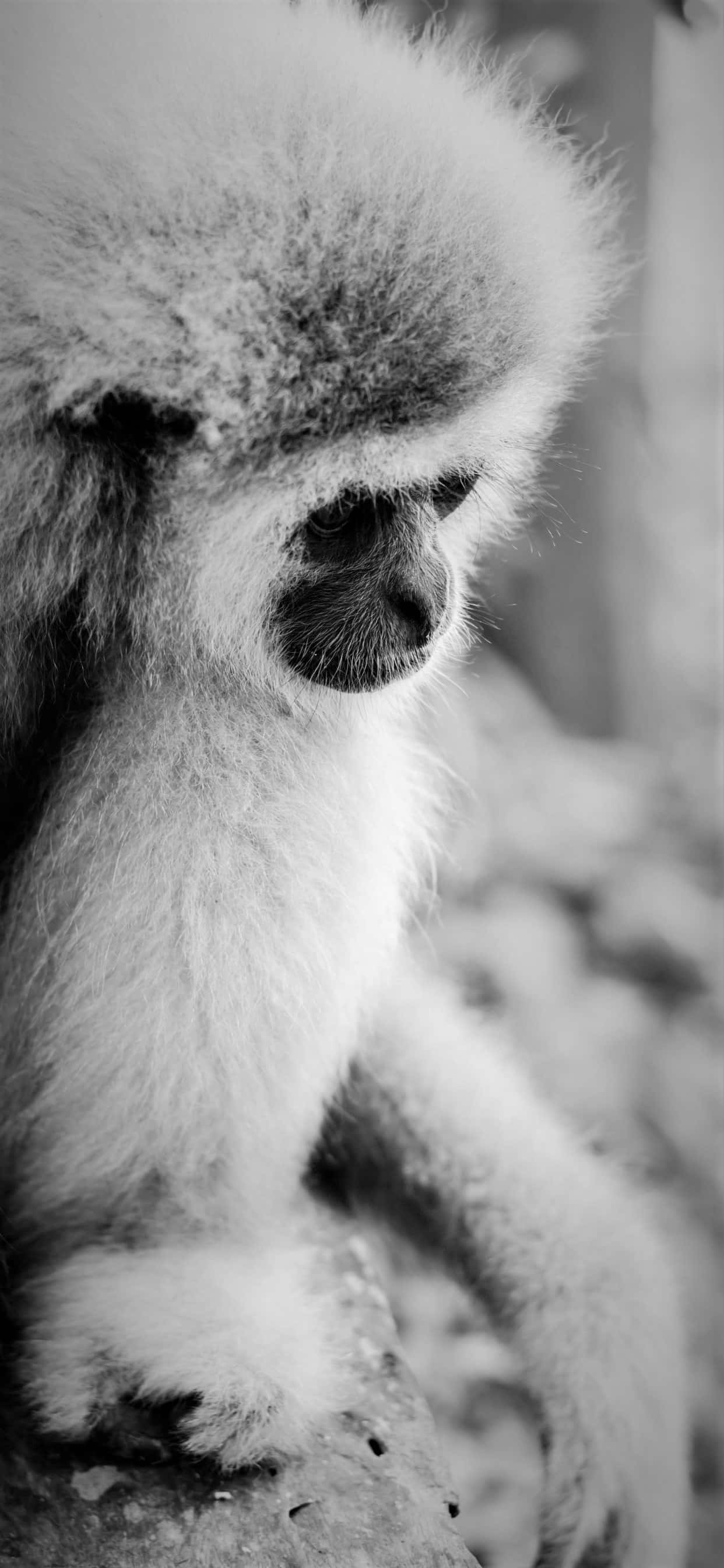Apple iPhone Xs Max Gibbon特写 壁纸
