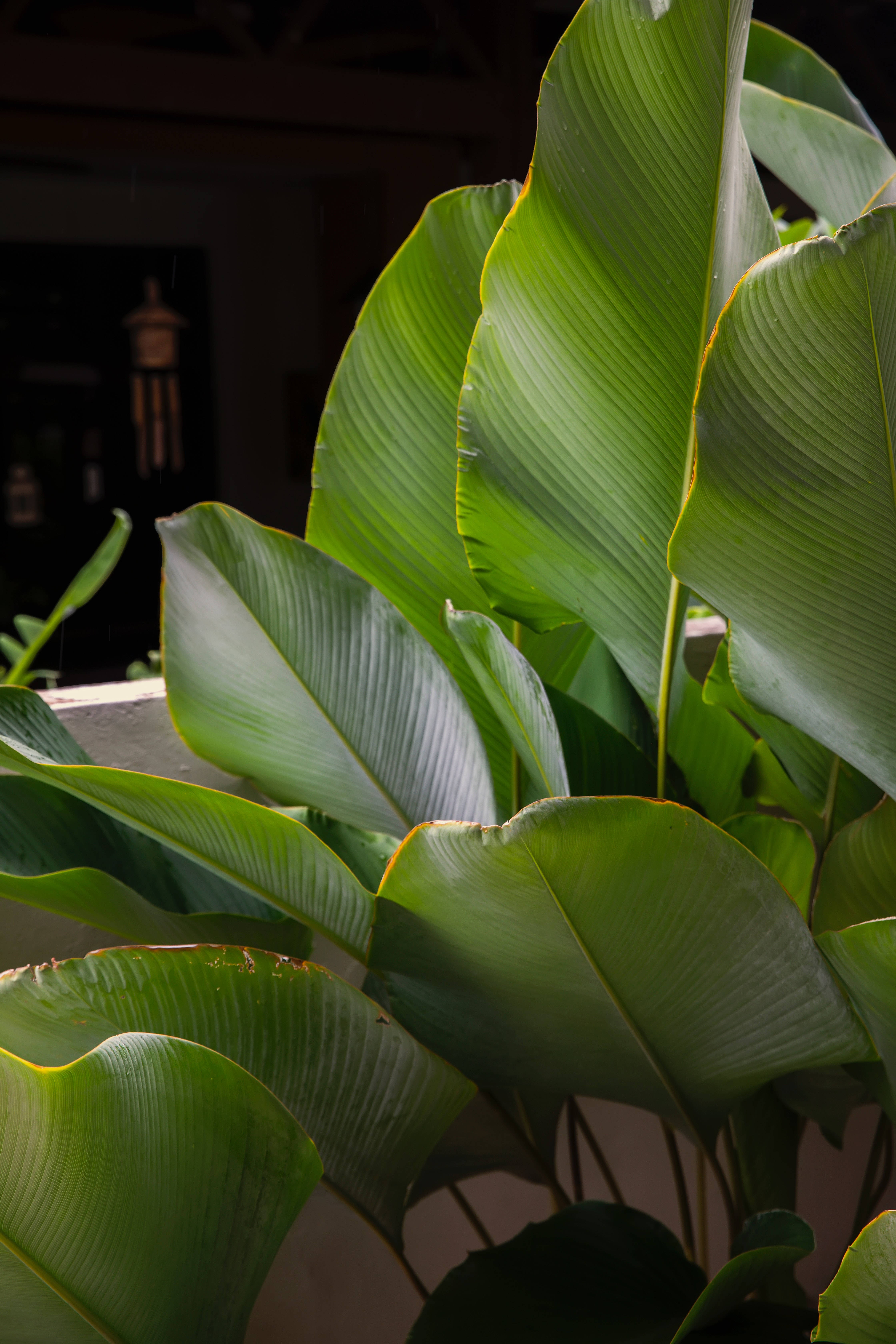 Calathea Lutea植物美学 壁纸