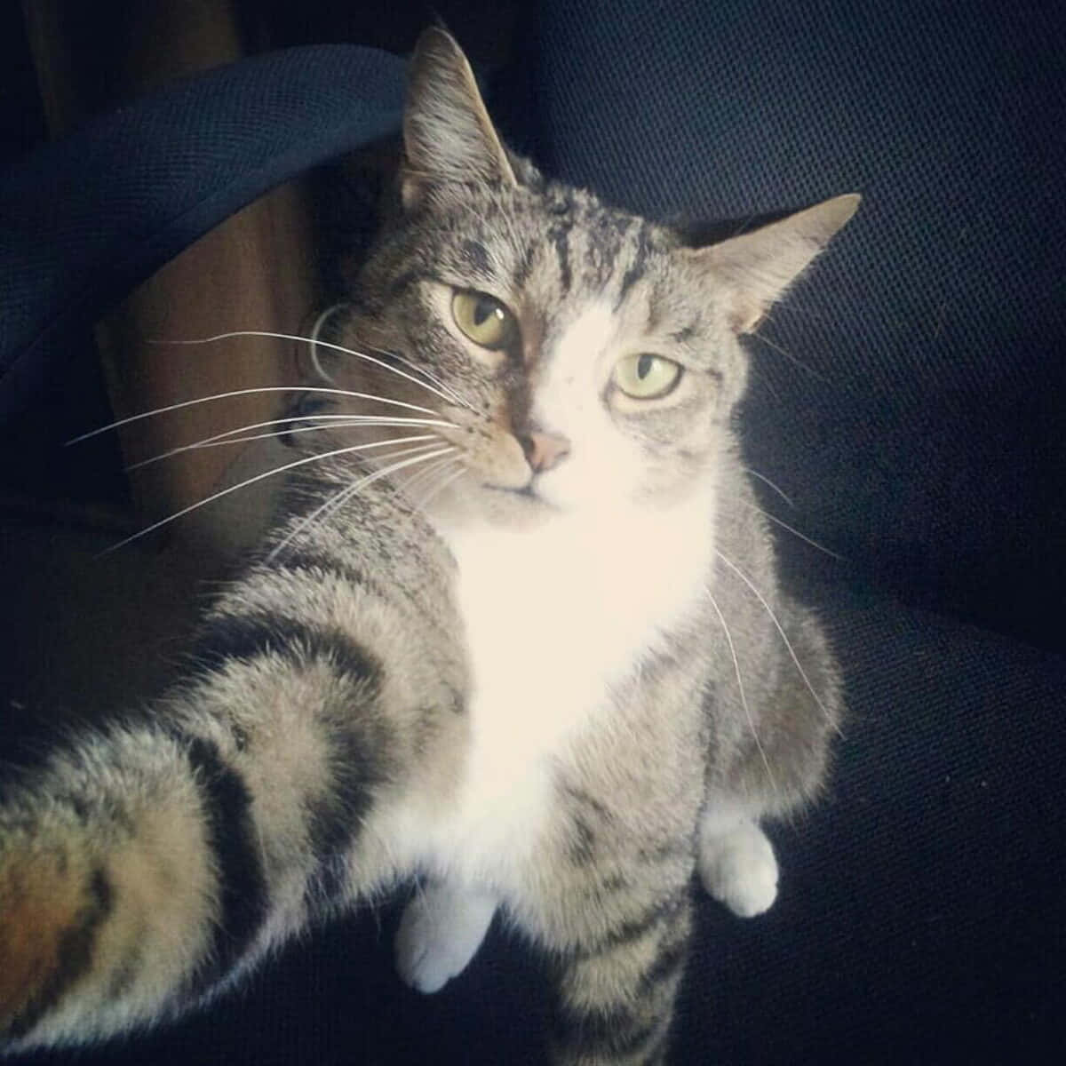 搞笑猫咪自拍Discord头像 壁纸