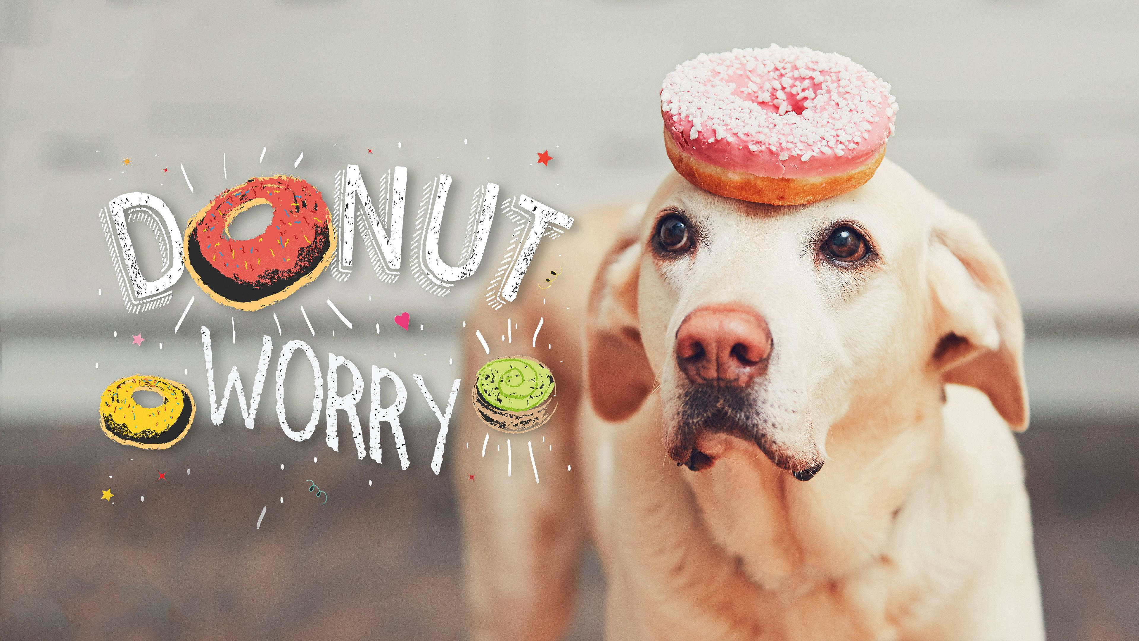 Donut 头顶甜甜圈的狗狗独立美学笔记本电脑壁纸 壁纸