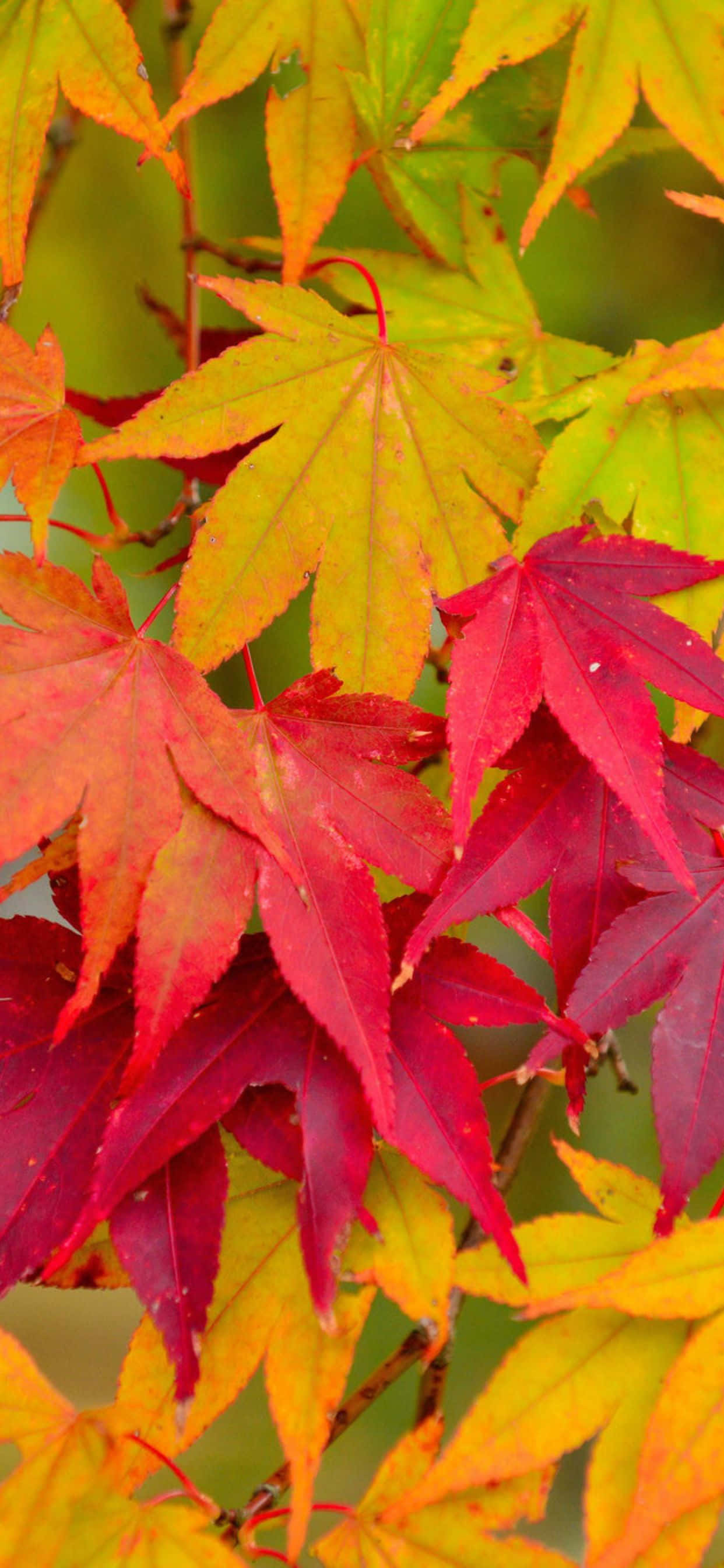 Fall brings beautiful transformation of leaves and colors to nature. 壁纸