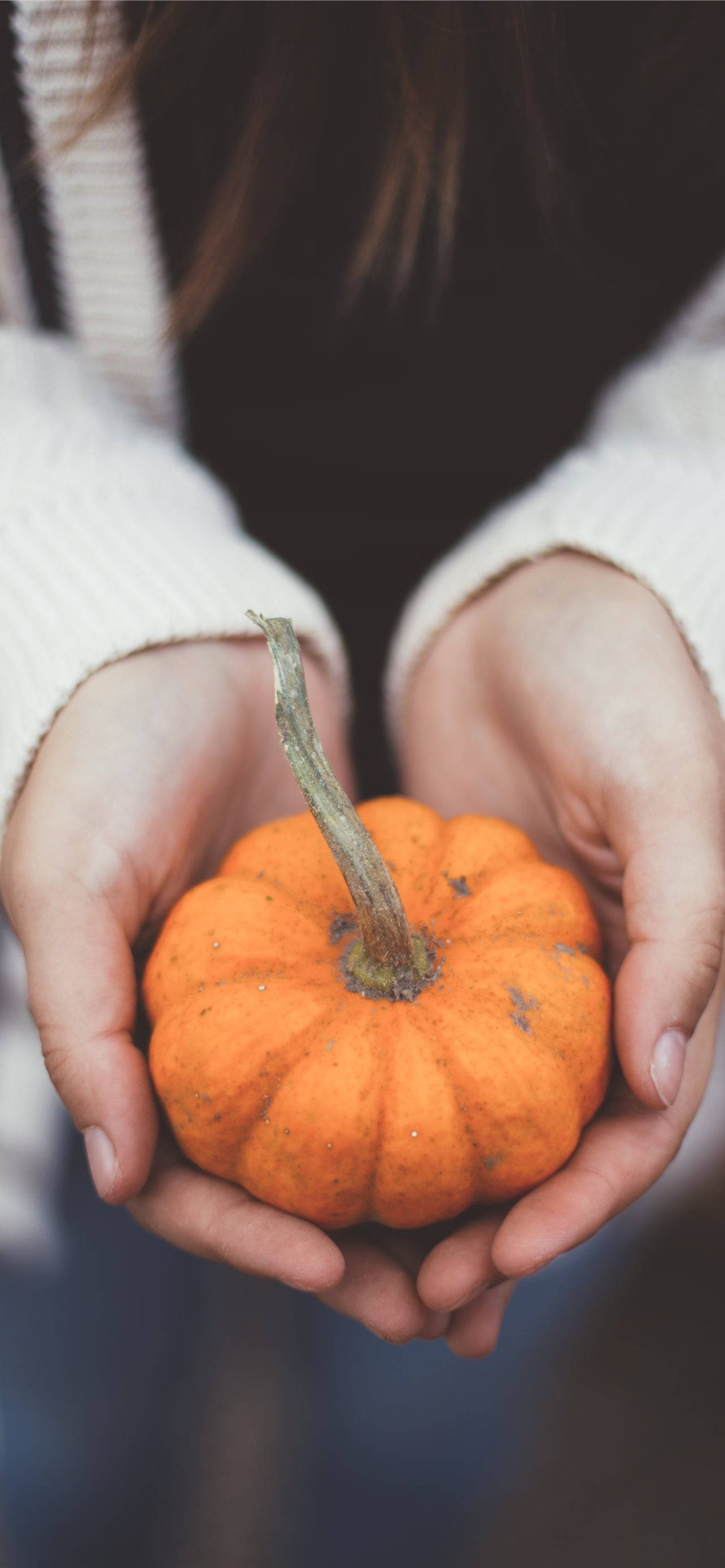 Holding A Little Pumpkin For Thanksgiving iPhone 壁纸