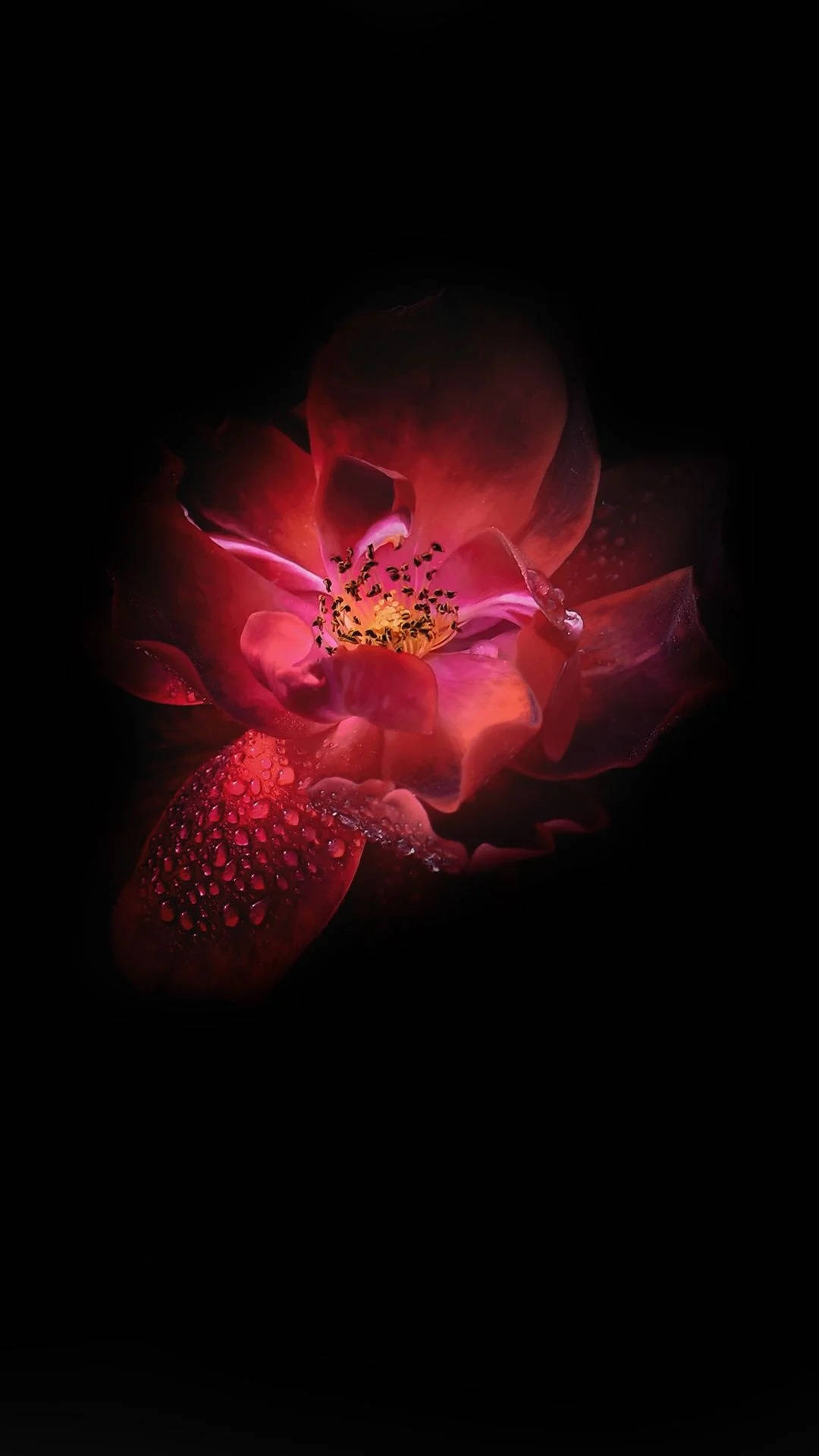 Infinix 暗红莲花 壁纸