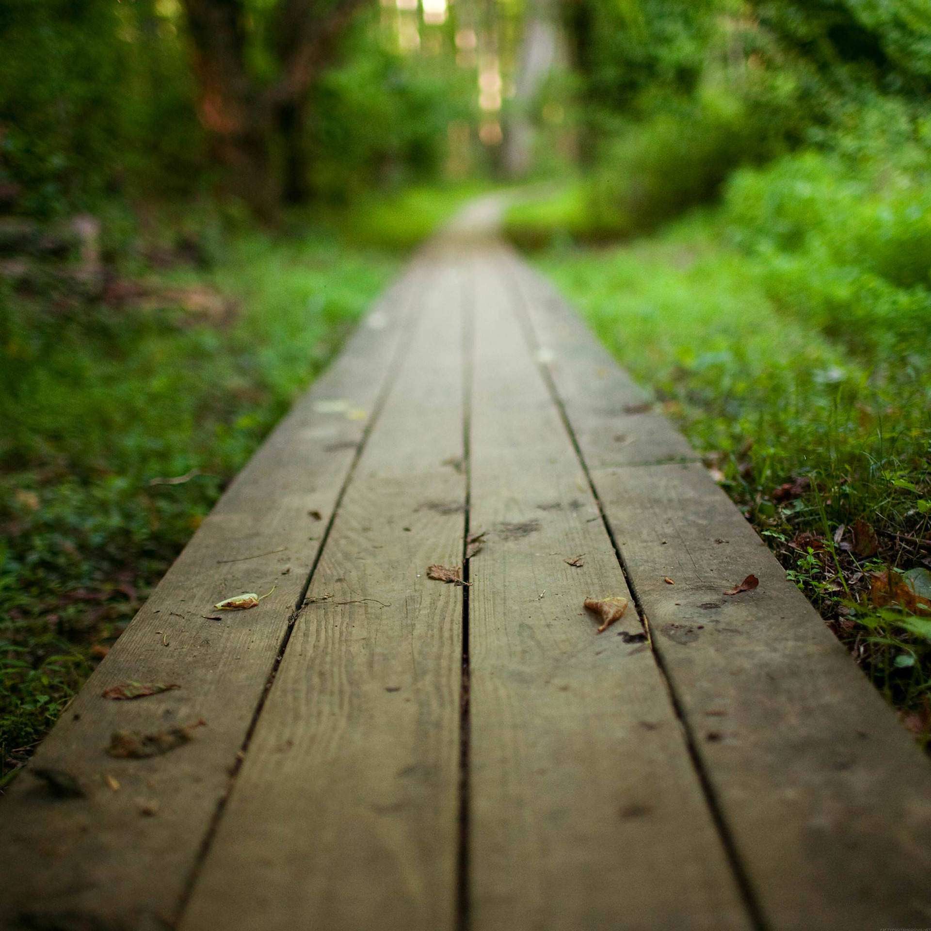 自然漫步路径iPad 壁纸