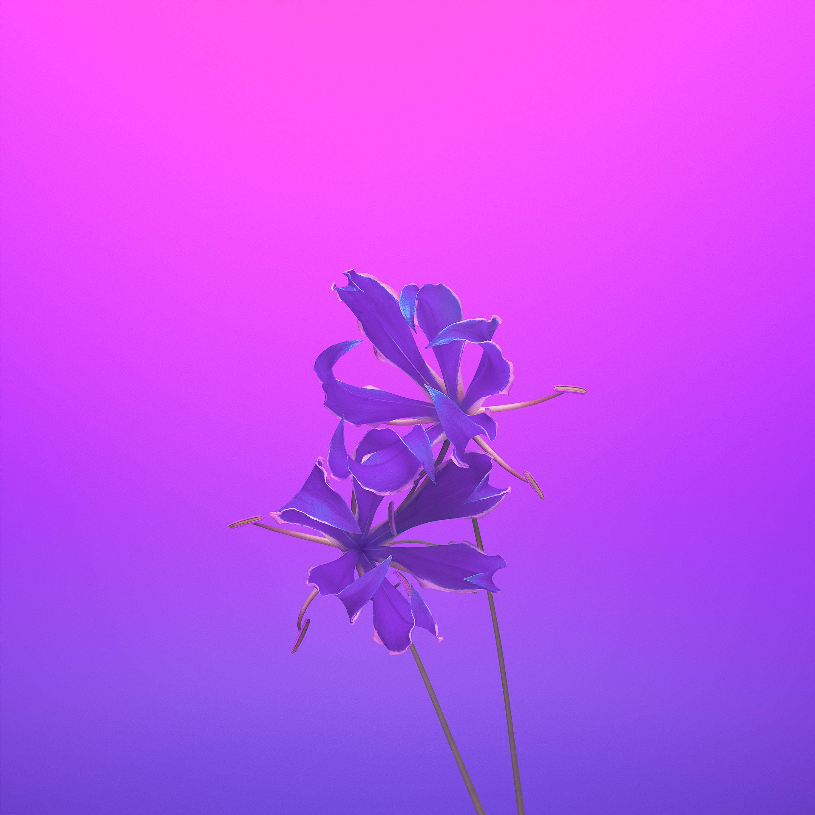 iPhone 11 紫色花朵高清 壁纸