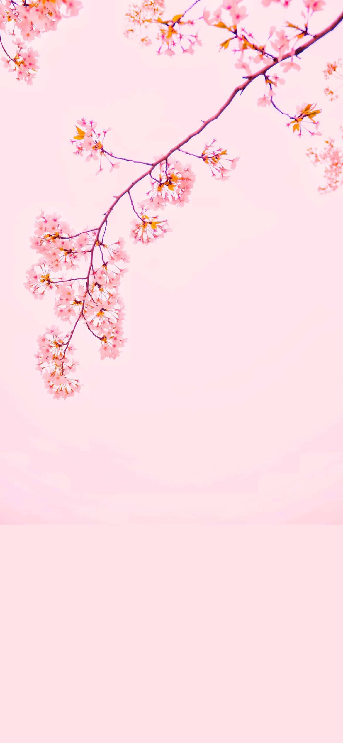 樱花 iPhone 12 壁纸