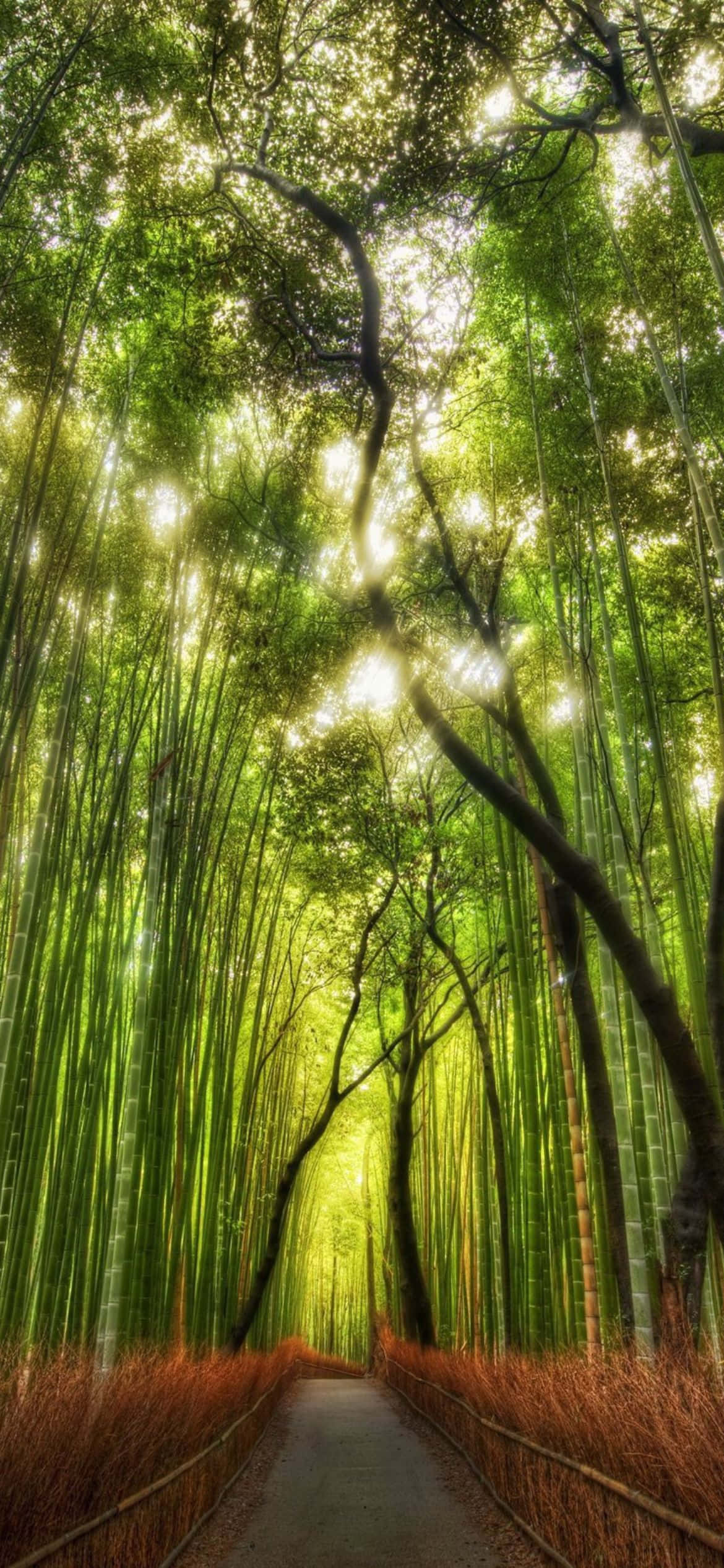 解锁未来，尽在苹果iPhone 13 壁纸