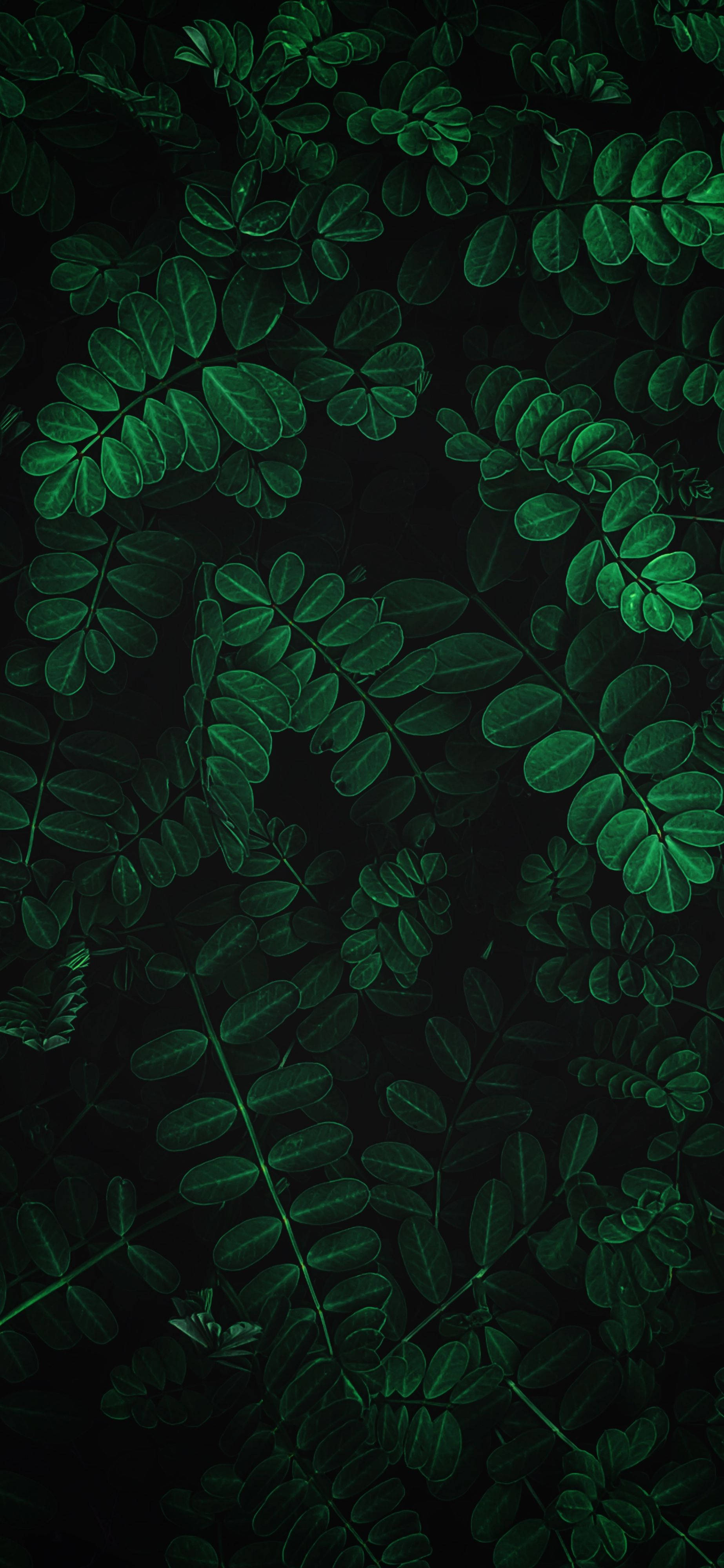 用这款美丽的植物iPhone壁纸亲近自然 壁纸