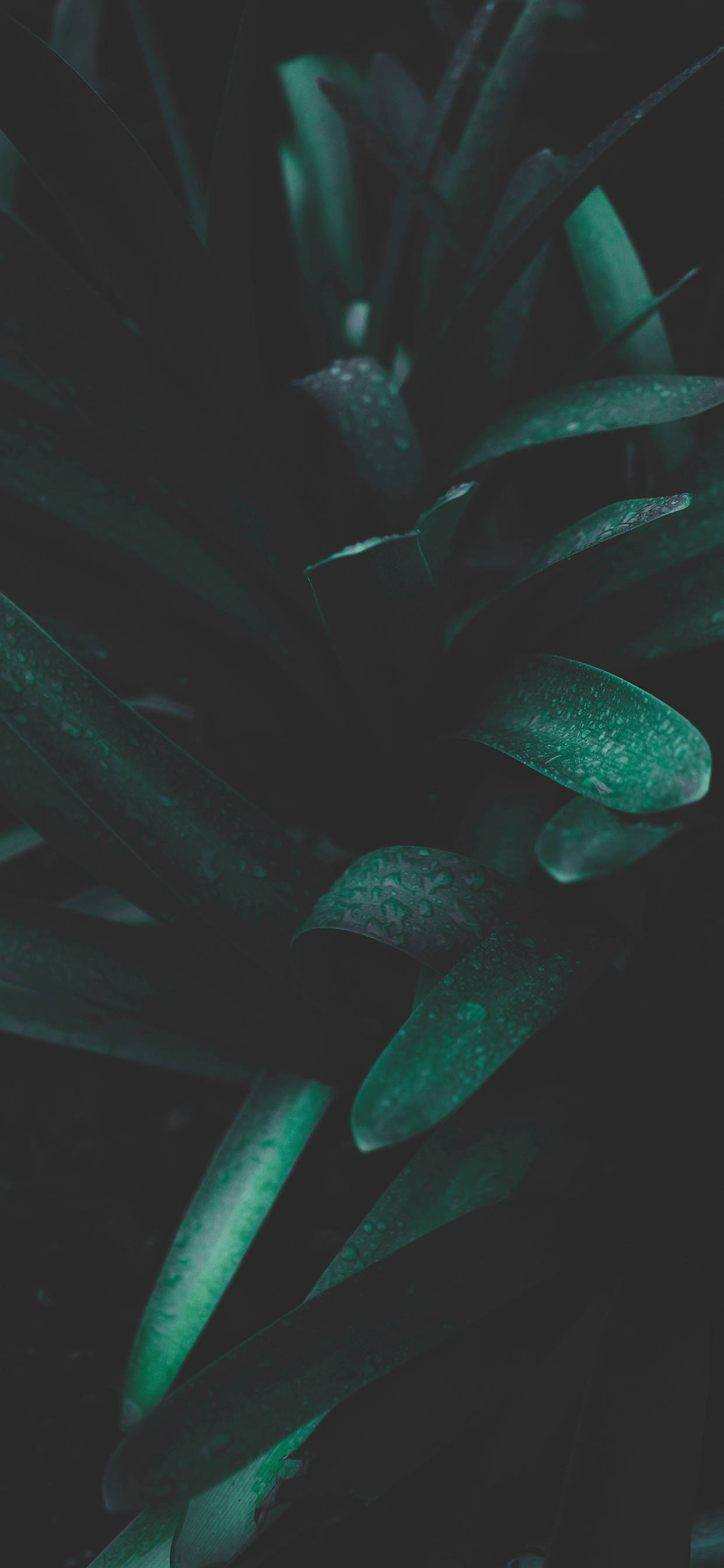 植物之美 iPhone 背景 壁纸