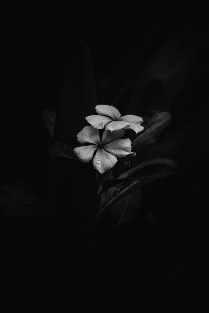 黑白鸡蛋花iPhone暗色壁纸 壁纸
