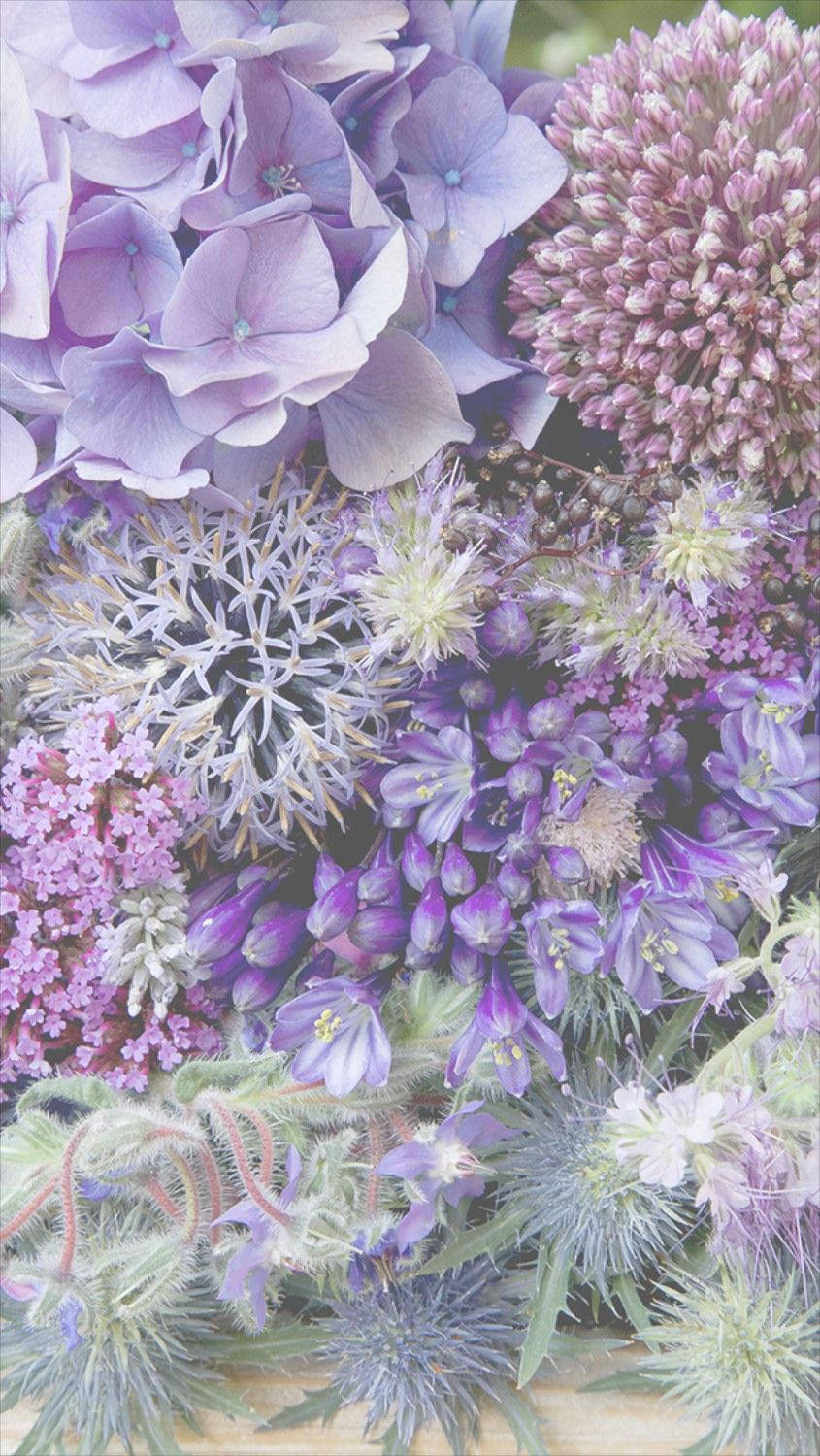丁香紫花卉iPhone壁纸 壁纸
