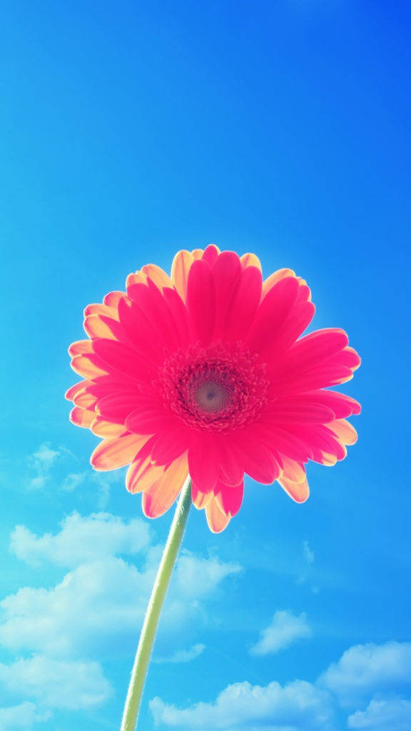粉色花瓣花朵iPhone壁纸 壁纸