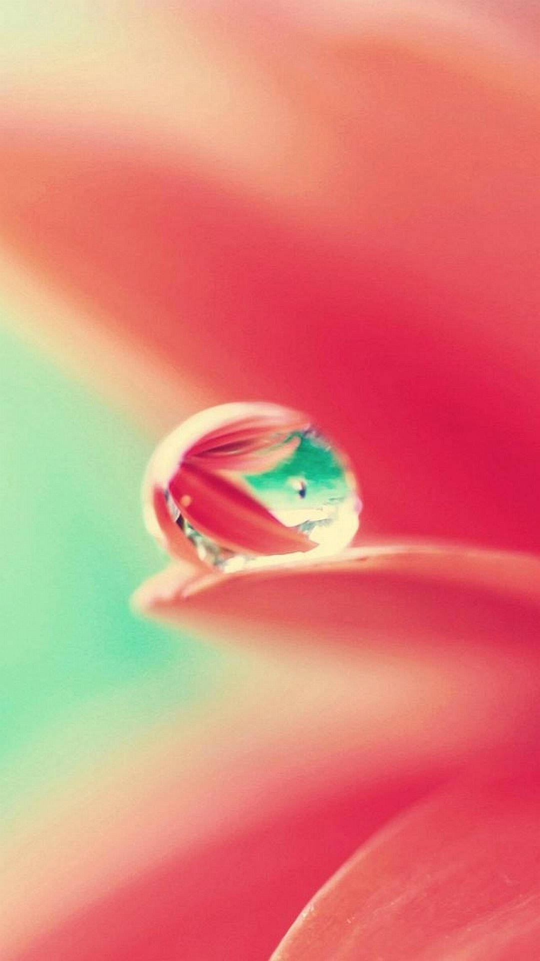 花朵水滴特写iPhone高清壁纸 壁纸