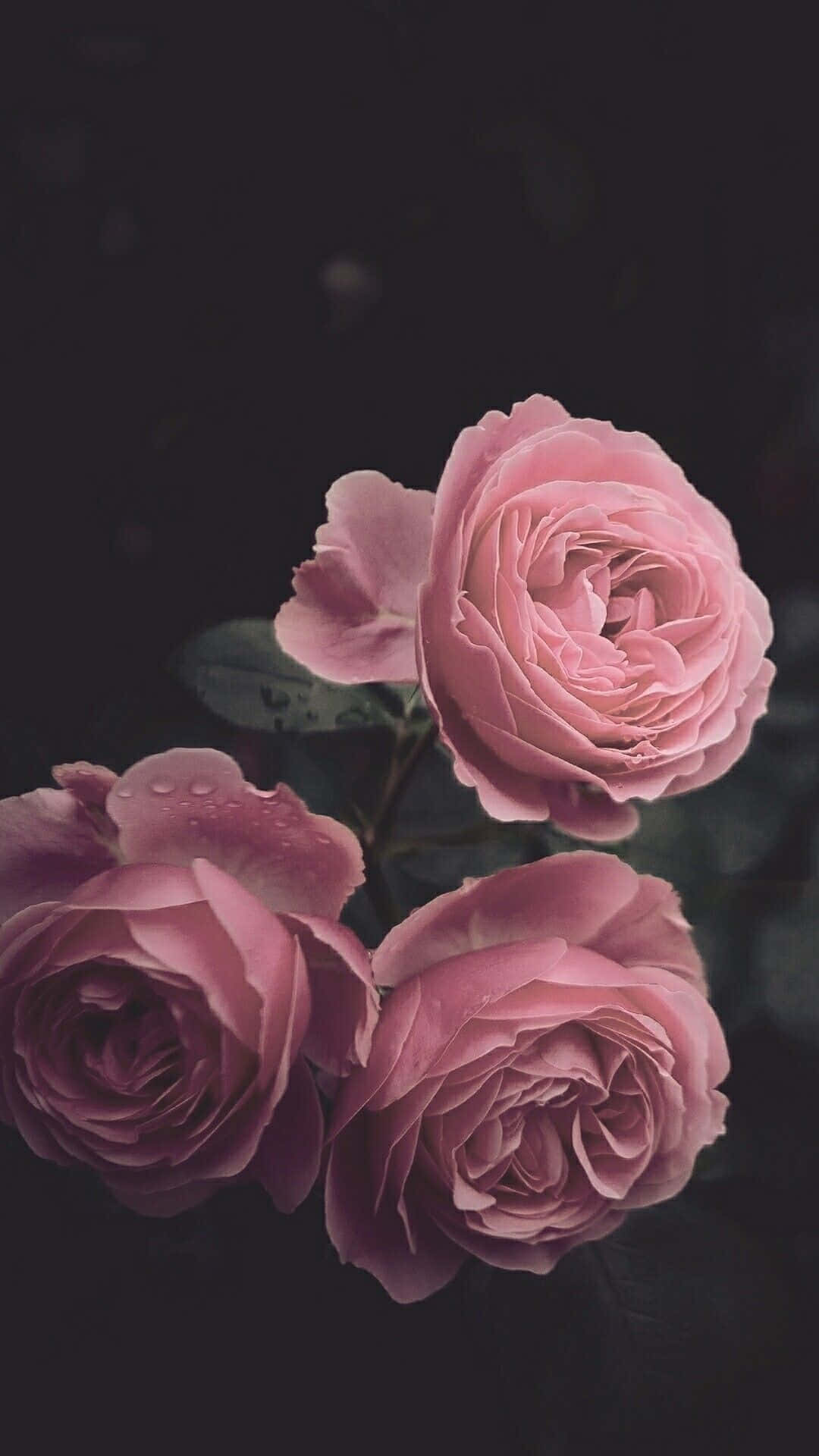 粉色玫瑰花朵美学iPhone壁纸 壁纸