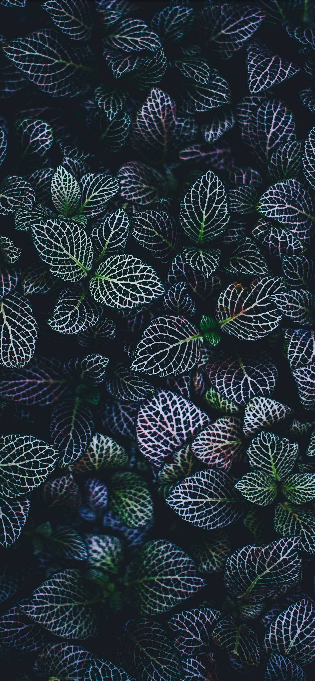 用植物iPhone壁纸保持主屏幕新鲜感 壁纸