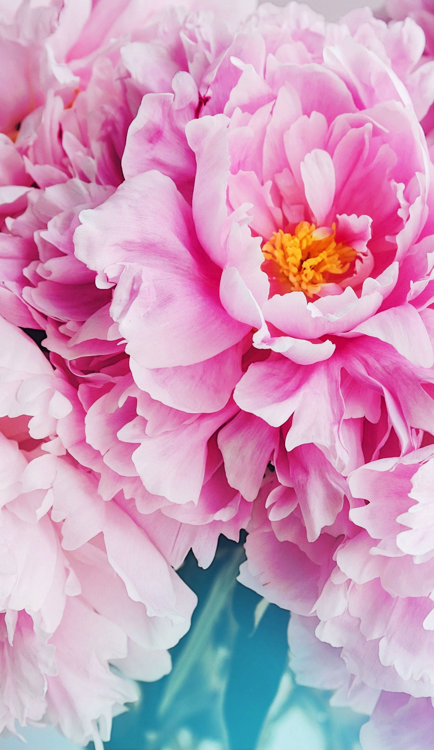 粉色花瓣花卉iPhone 壁纸
