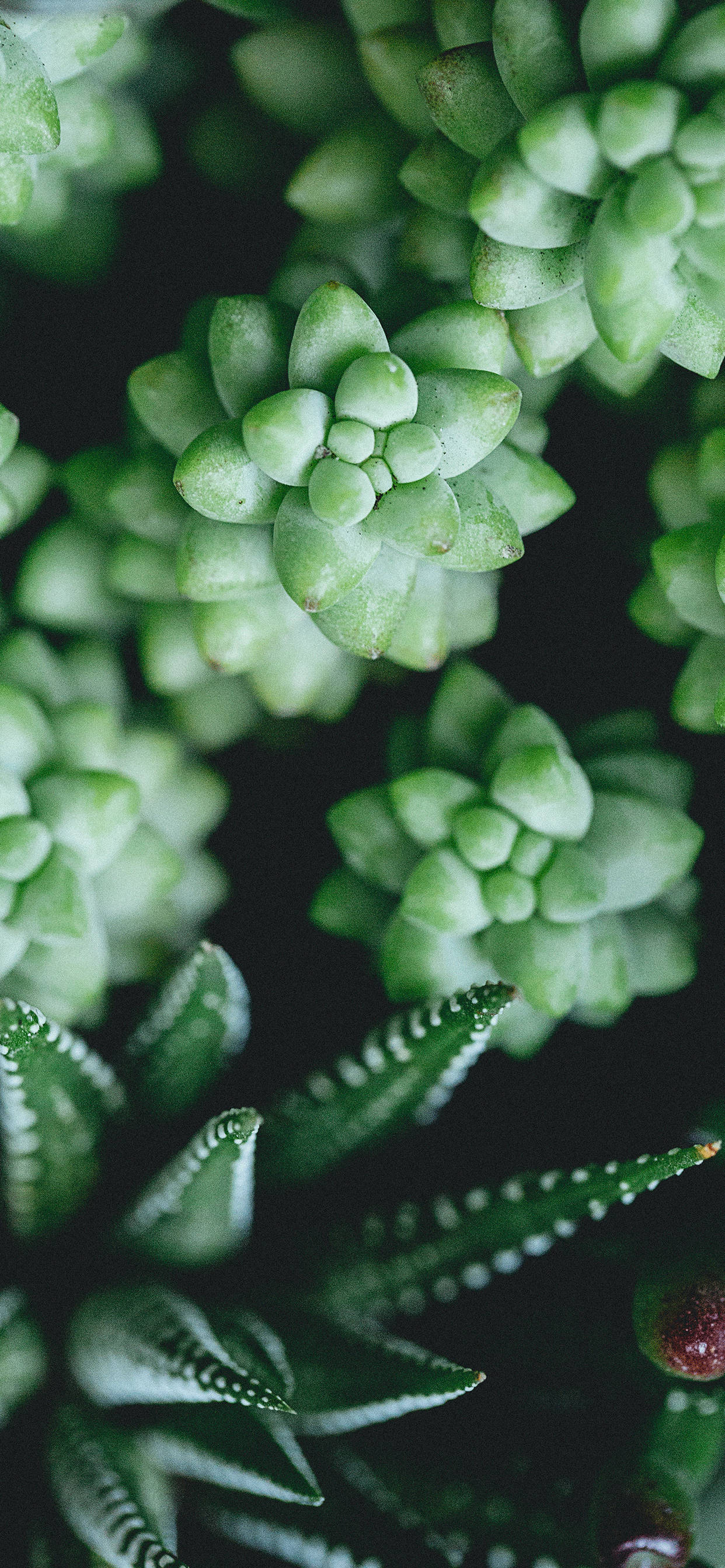 小型多肉植物 iPhone 壁纸