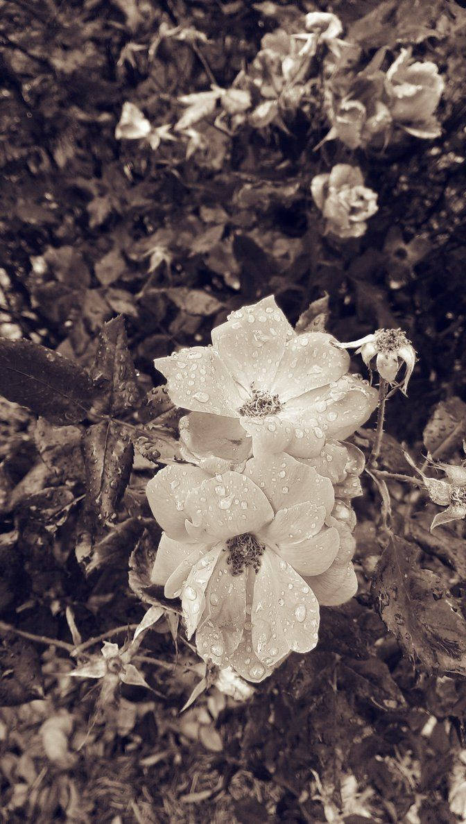 灰调花卉iPhone壁纸 壁纸
