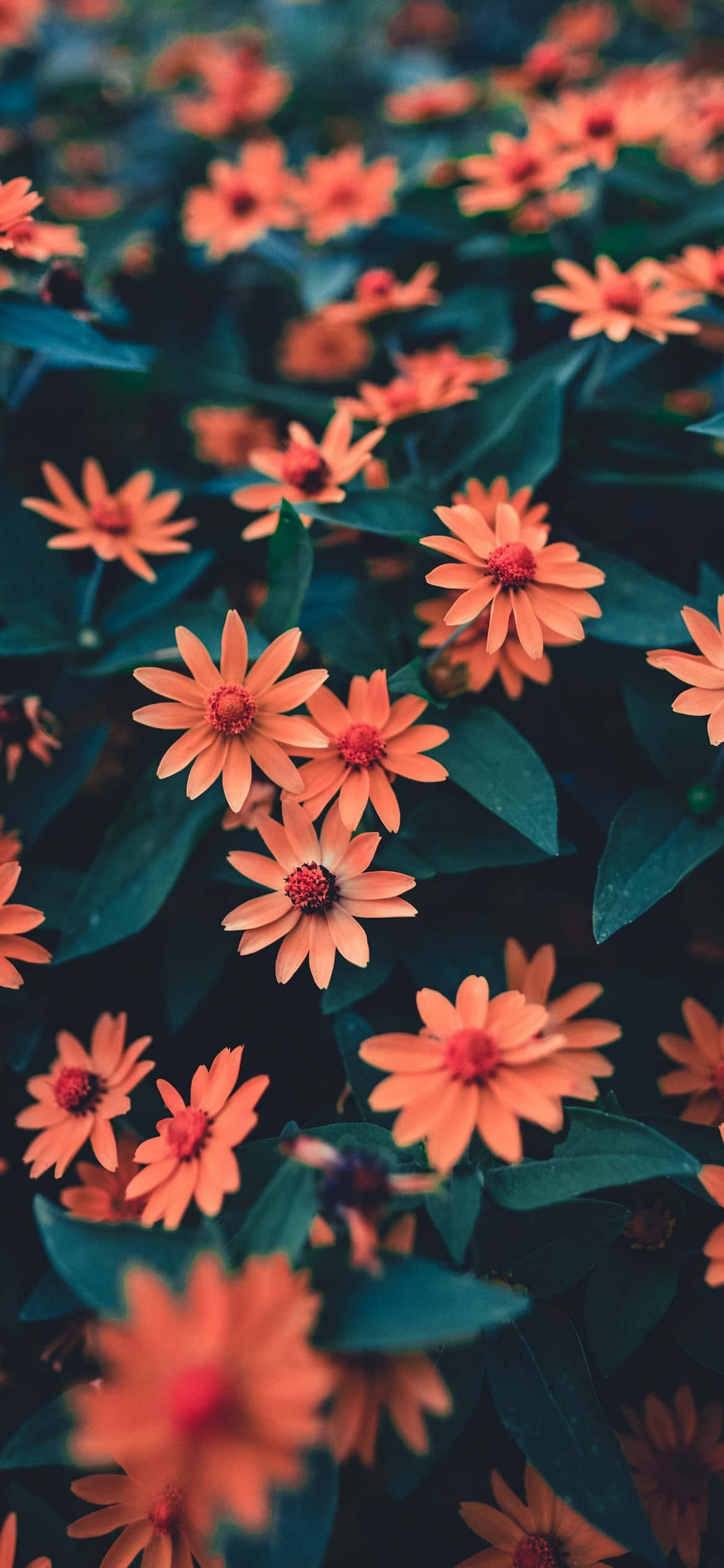 一片色彩鲜艳的玫瑰花瓣，形状如苹果iPhone 壁纸