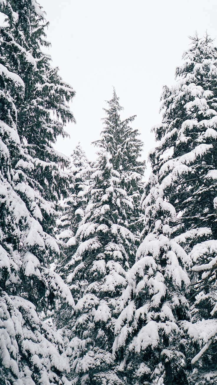 雪中魔法般的iPhone圣诞节 壁纸