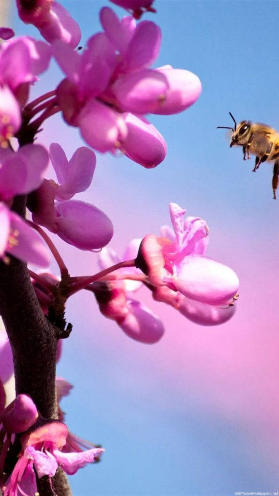 粉色兰花iPhone壁纸 壁纸