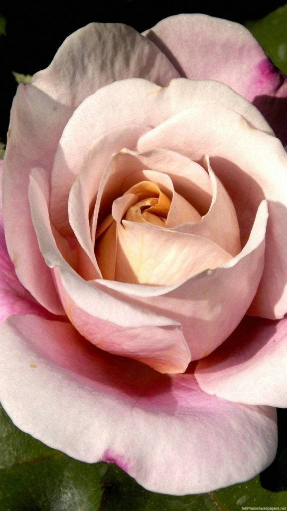 粉色玫瑰花朵iPhone 壁纸
