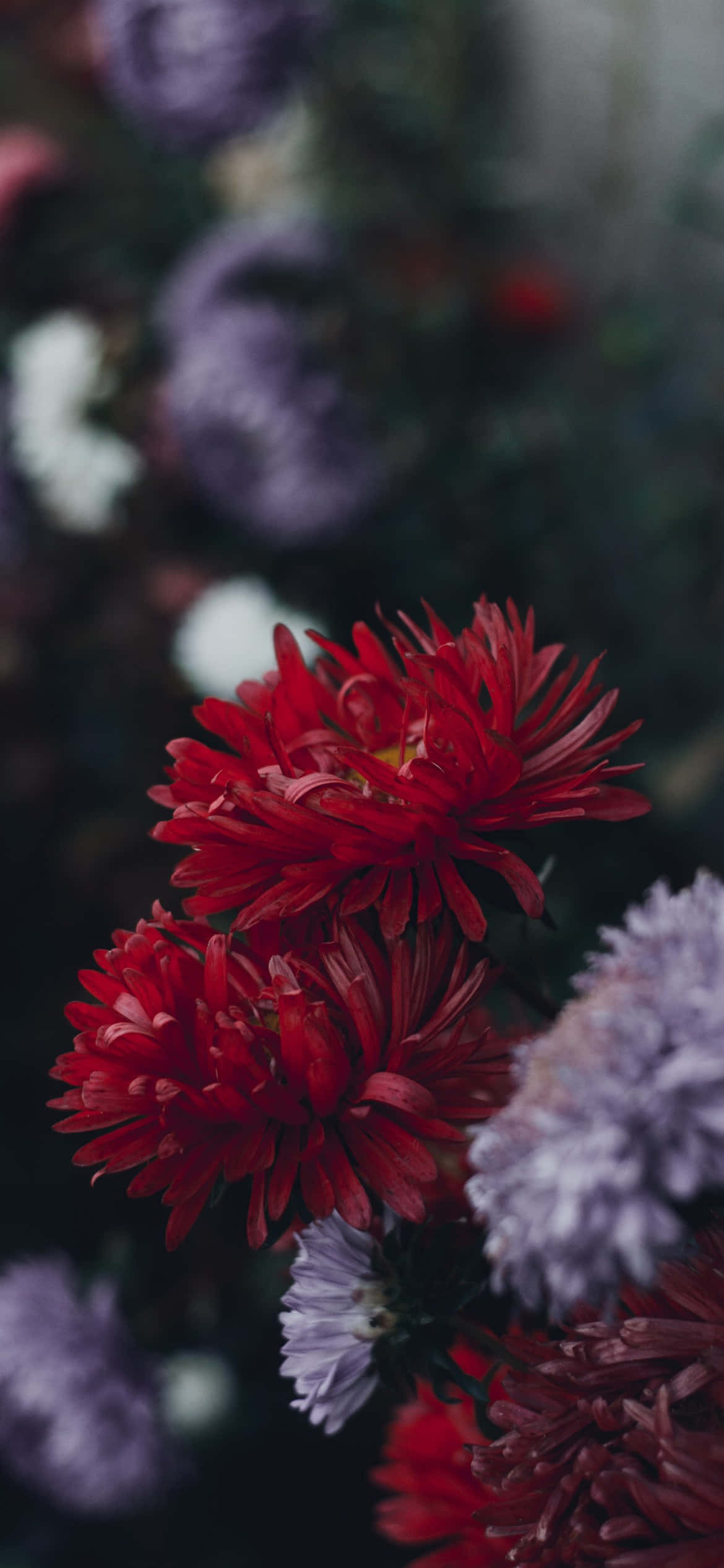 花园中盛开的美丽花朵，完美适配iPhone背景 壁纸