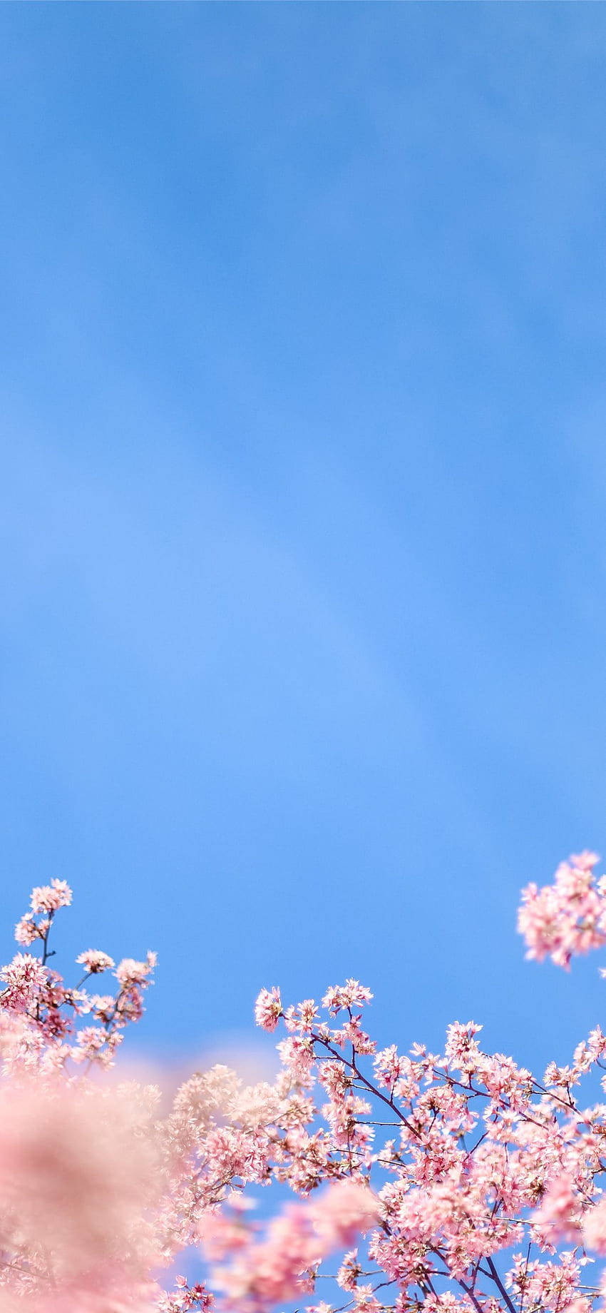 唯美iPhone X白色樱花壁纸 壁纸