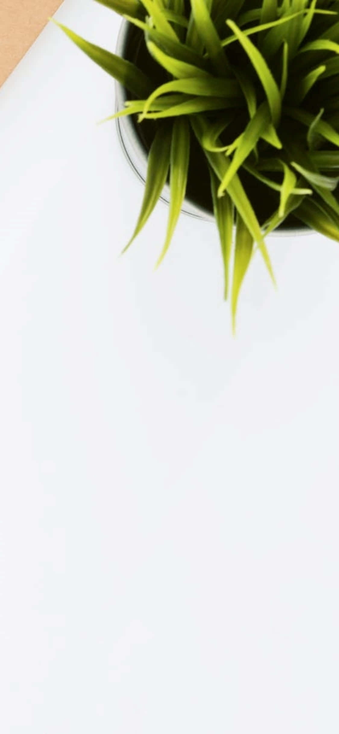 iPhone X桌面背景室内植物 壁纸