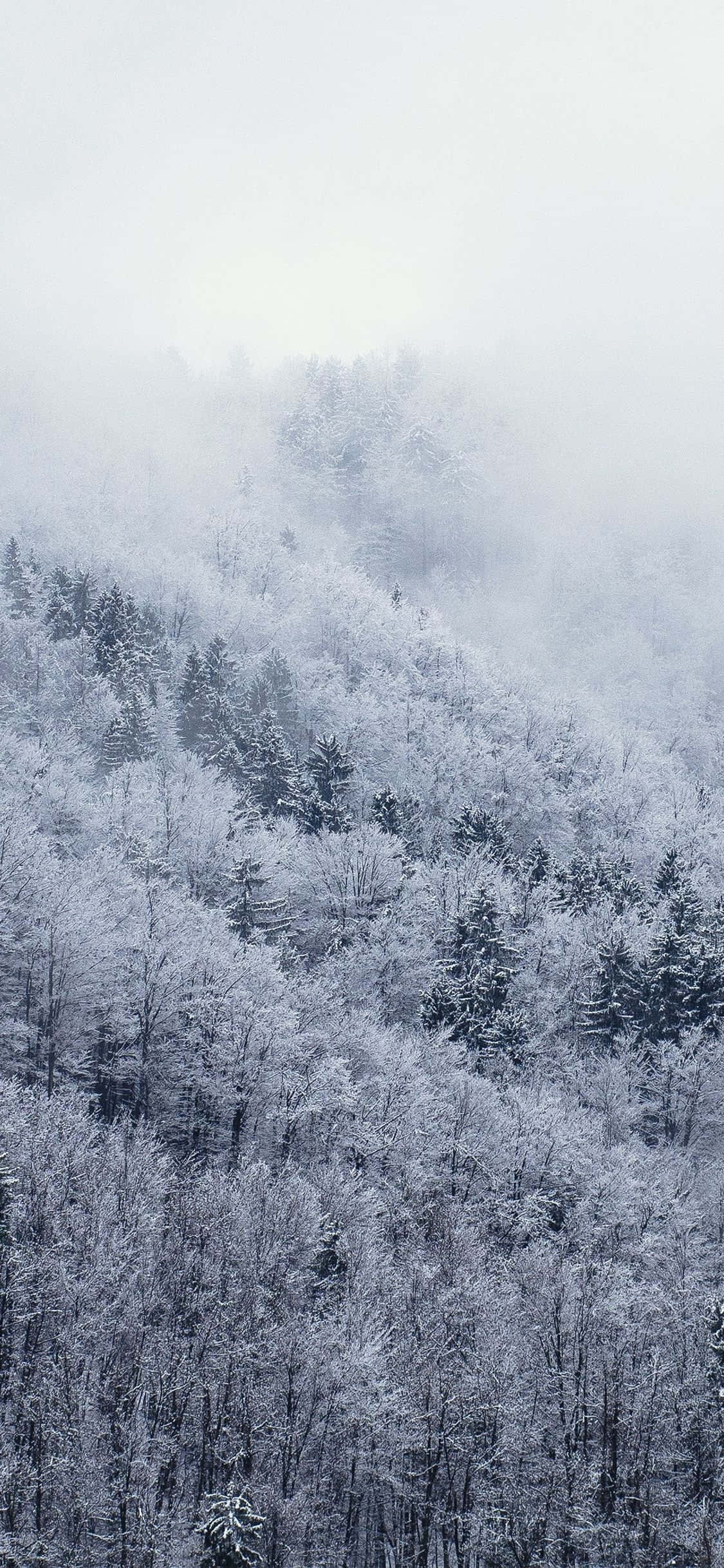 探索白色冬季仙境：雪iPhone 壁纸