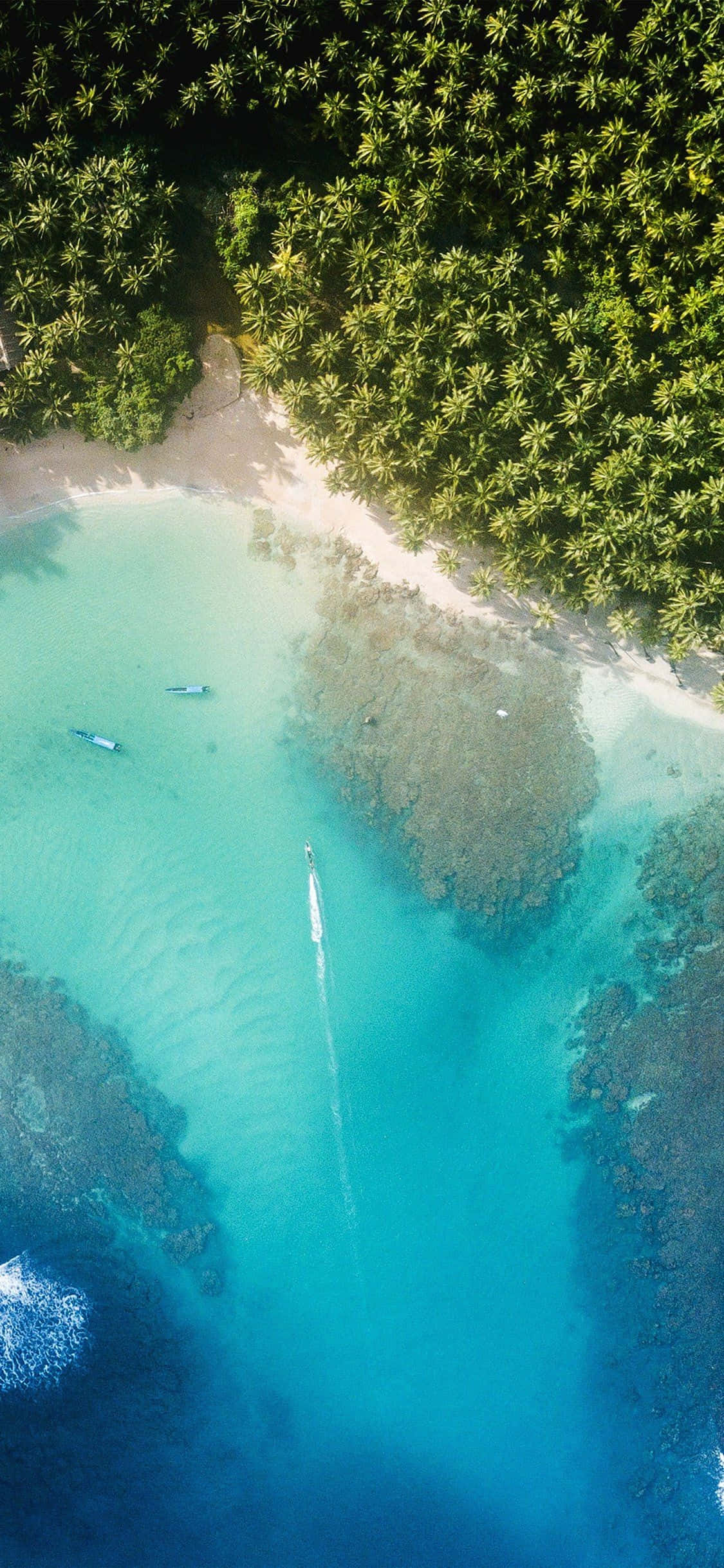 iPhone XS 沙滩棕榈树林背景 壁纸