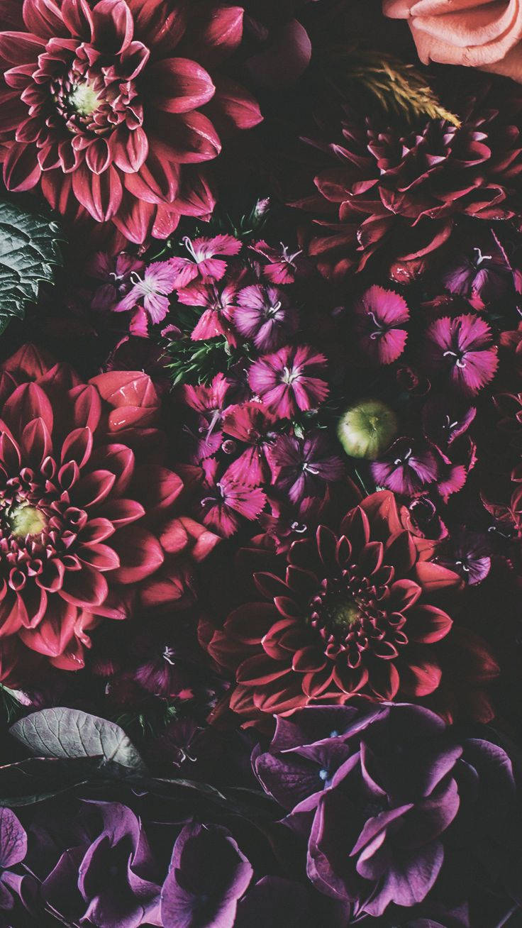 iPhone Xs 花朵 壁纸