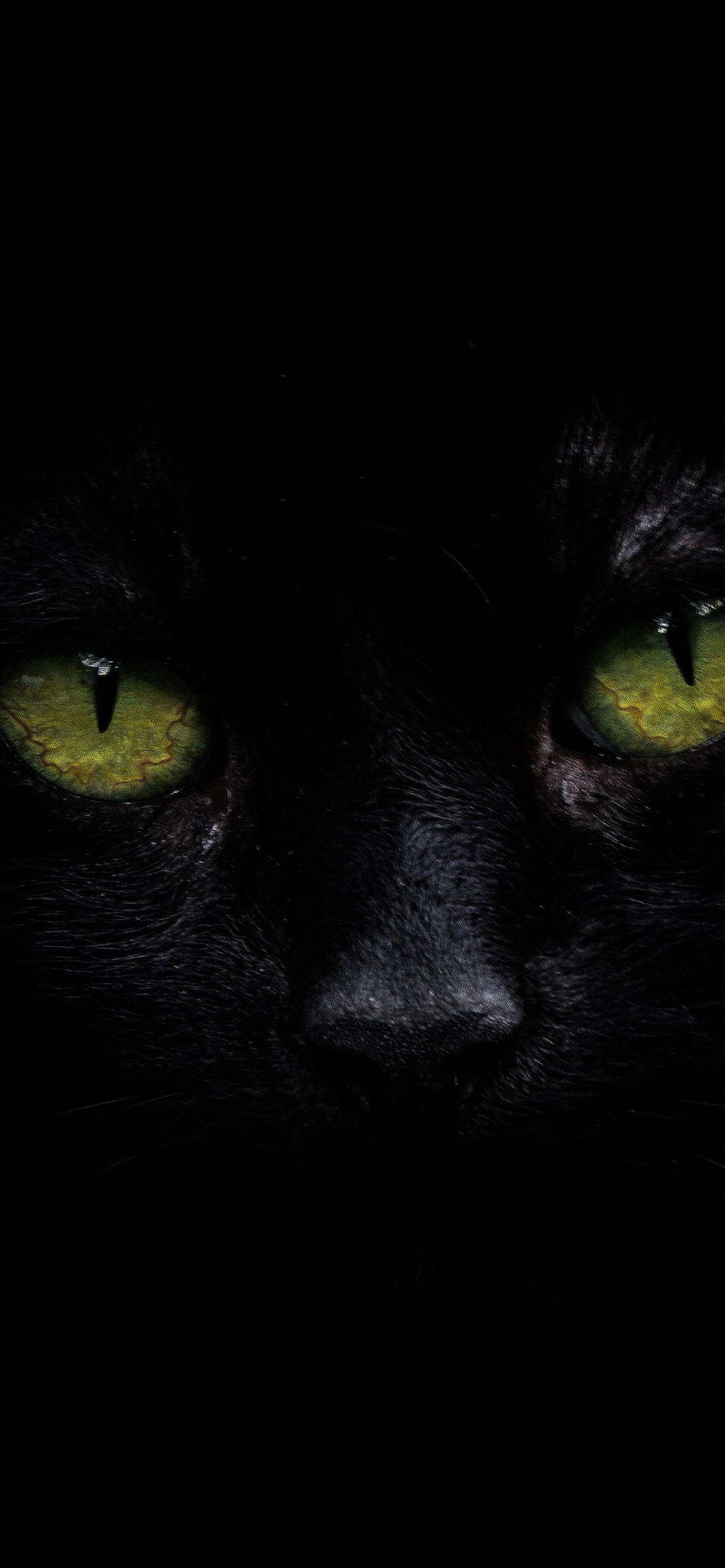 iPhone XS Max OLED 黑猫 壁纸