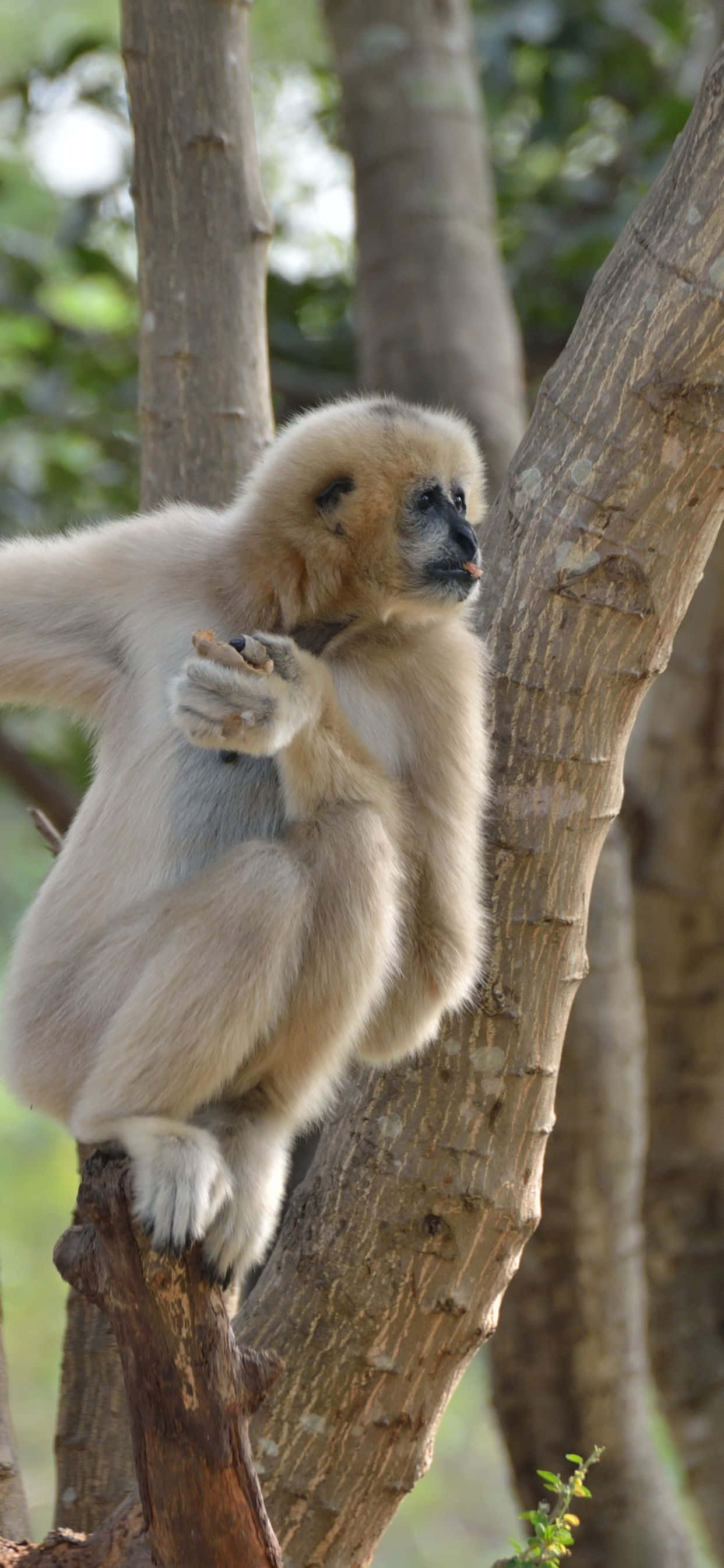 iPhone Xs Max 与 Gibbon 的惊艳景象 壁纸