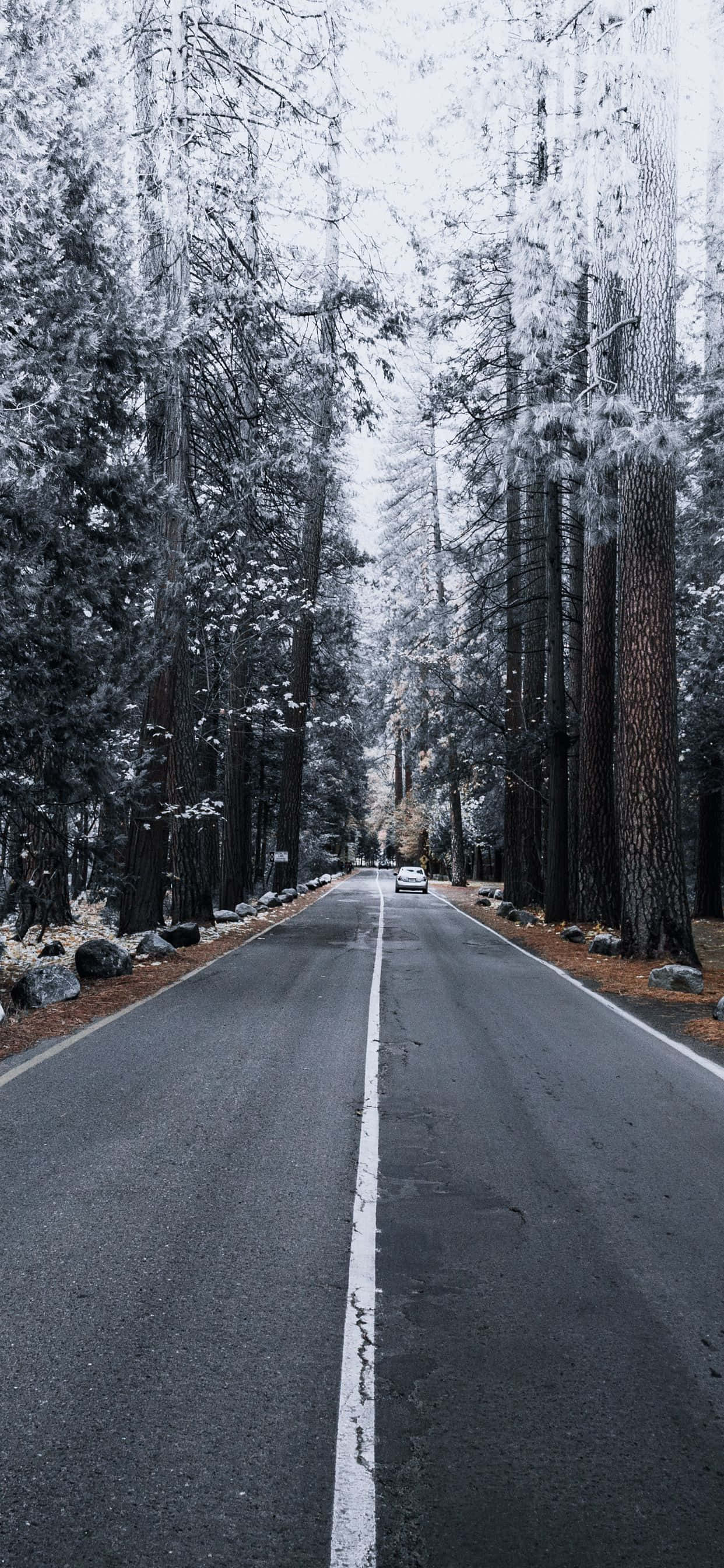 iPhone Xs Max Apple背景 松树 雪 壁纸