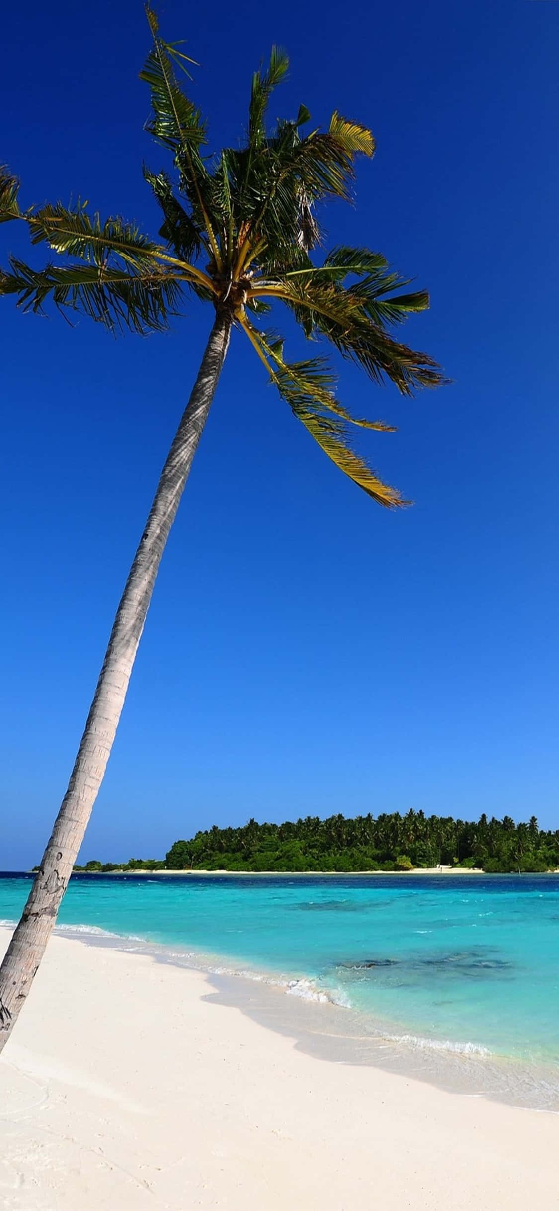 iPhone XS孤独棕榈树海滩背景 壁纸
