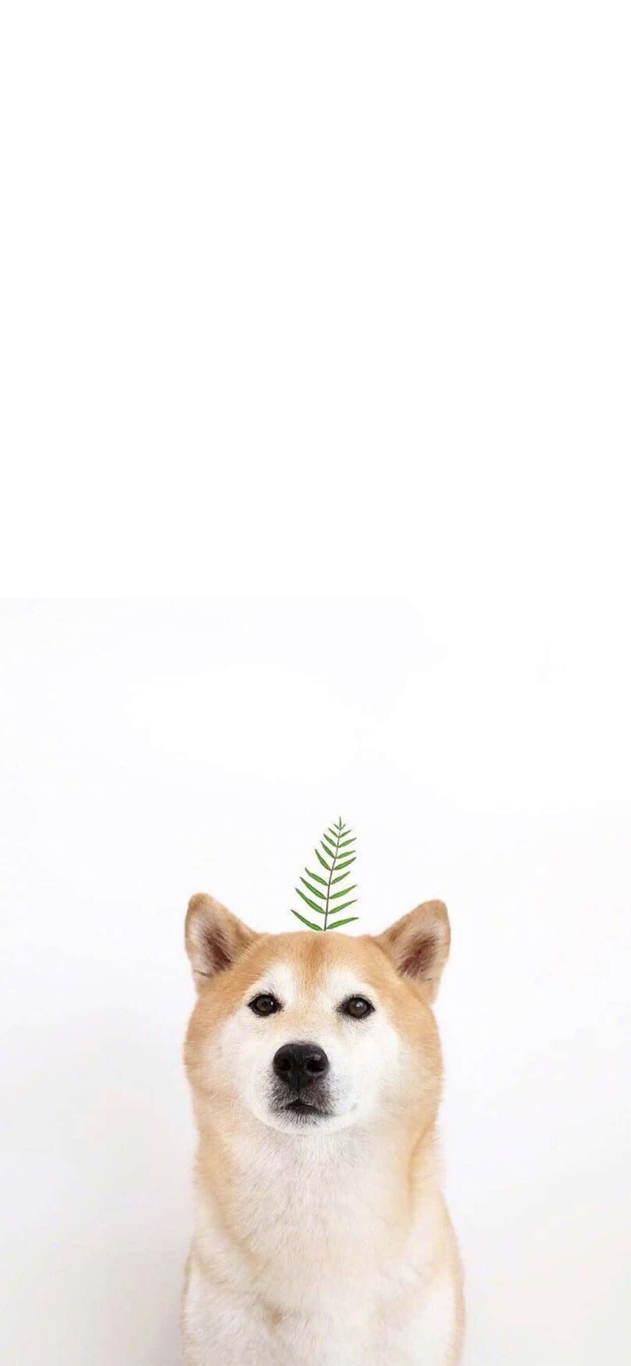 用这款可爱的动物iPhone壁纸亲近自然 壁纸