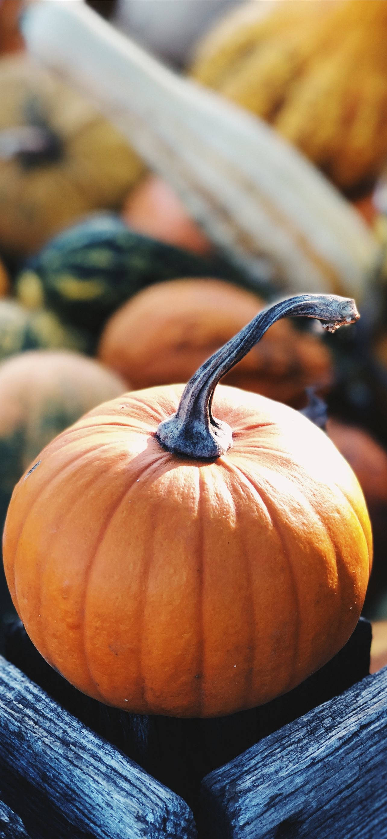 市场南瓜感恩节iPhone壁纸 壁纸