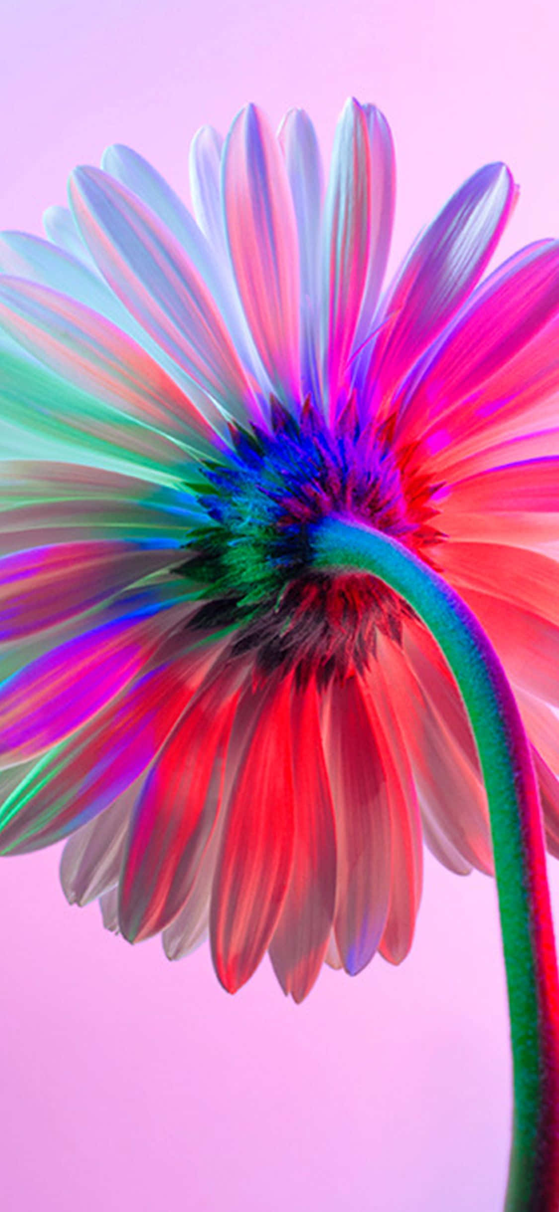 iPhone的 vibrant 彩虹花朵 壁纸